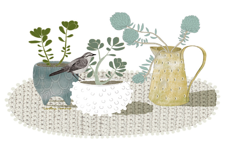 Suculentas © Carolina Romano