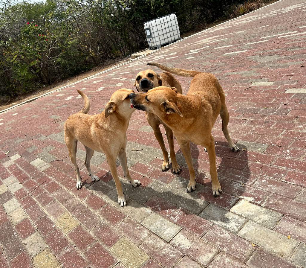 LINDA, ROOS & JESSICA