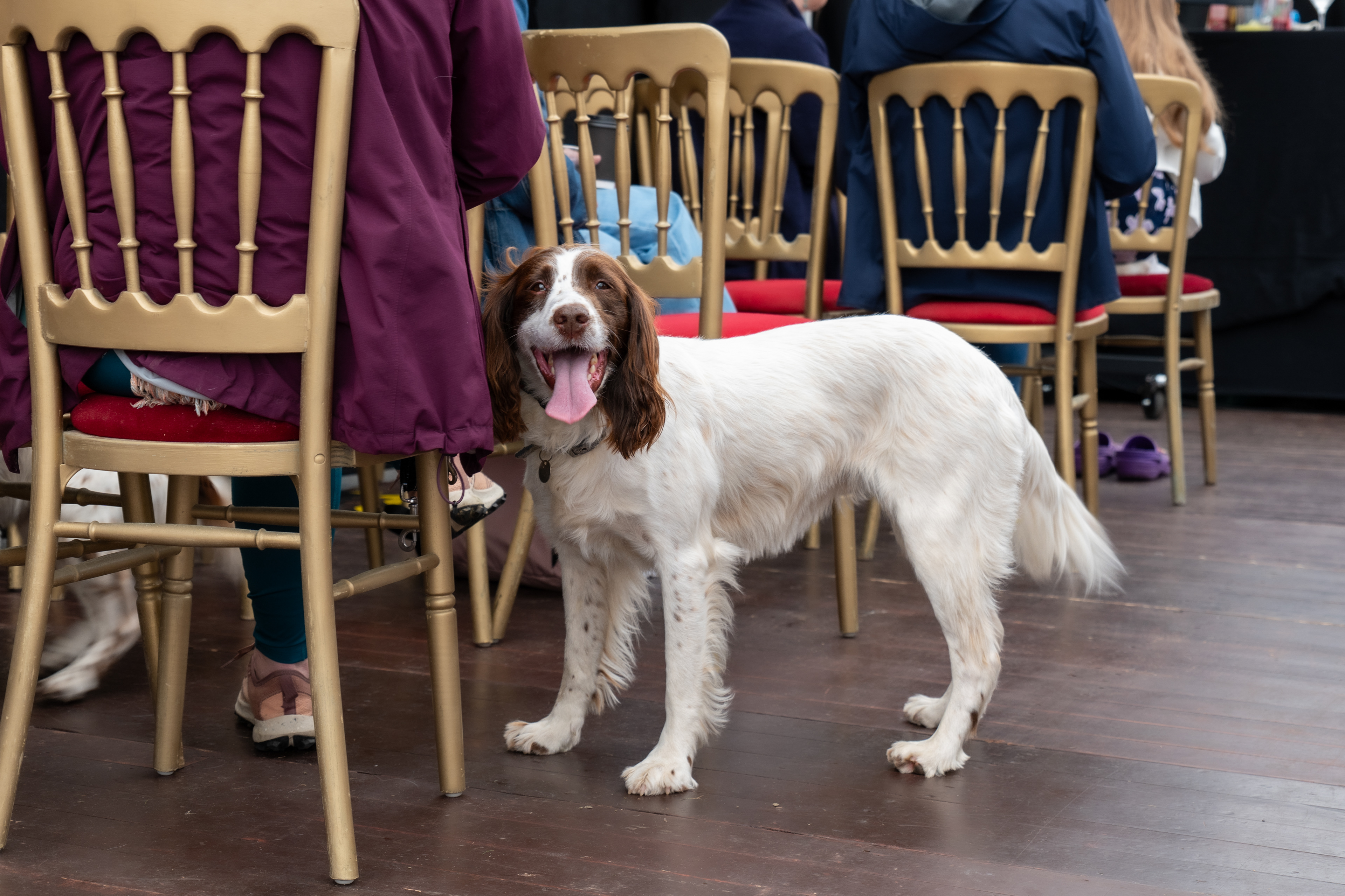 Festival of Ballantrae