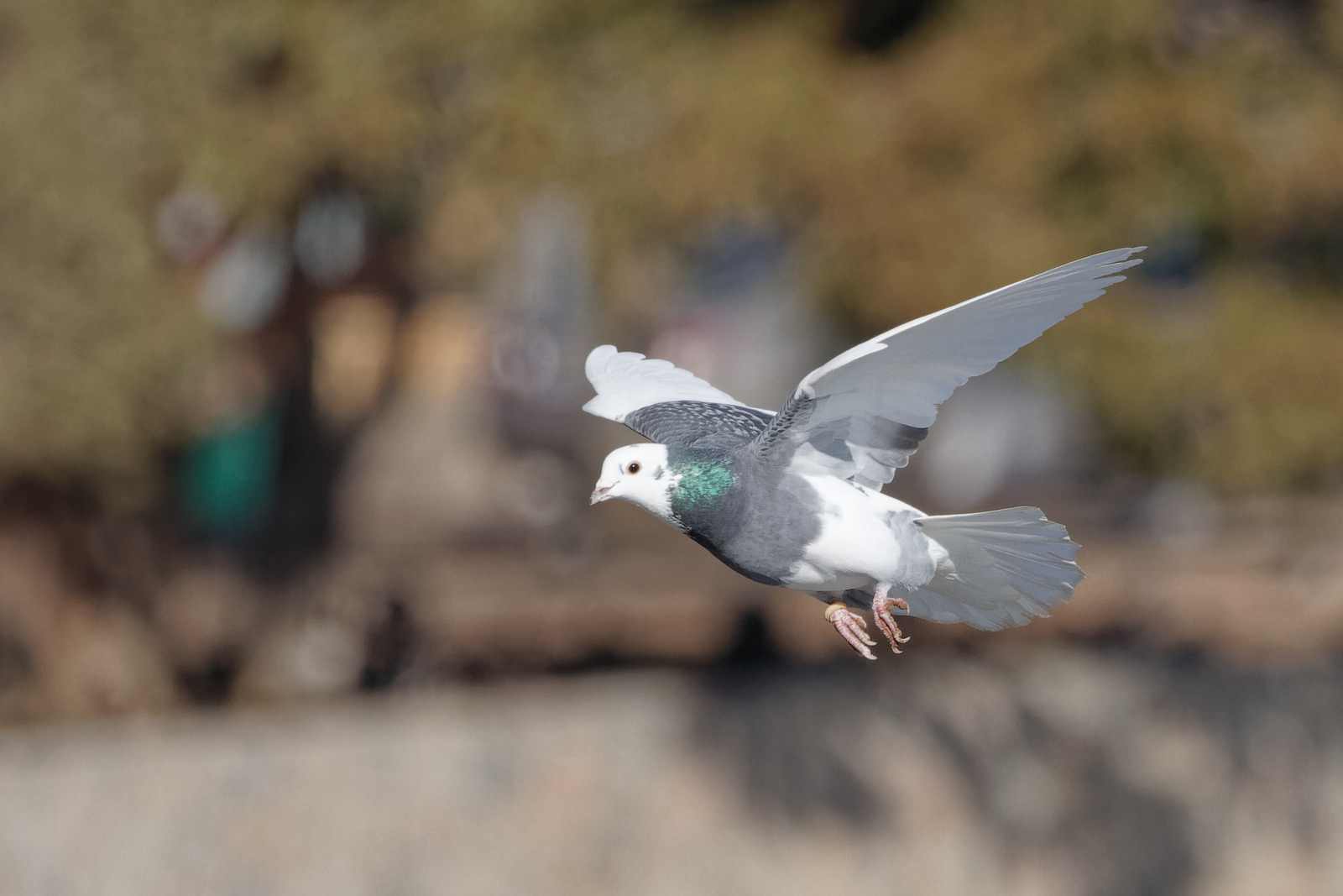 Feral Rock Pigeon