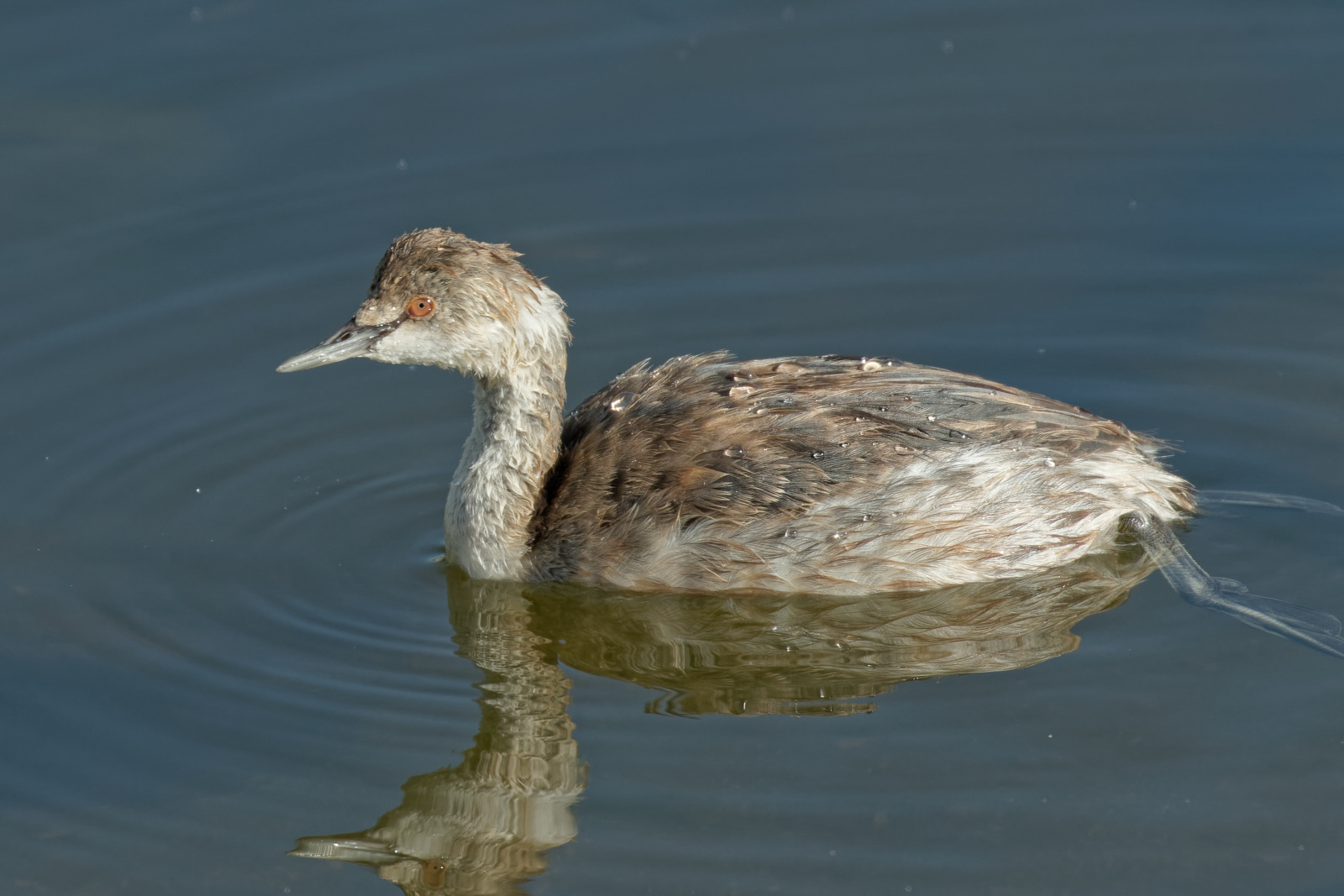 Eared Grebe