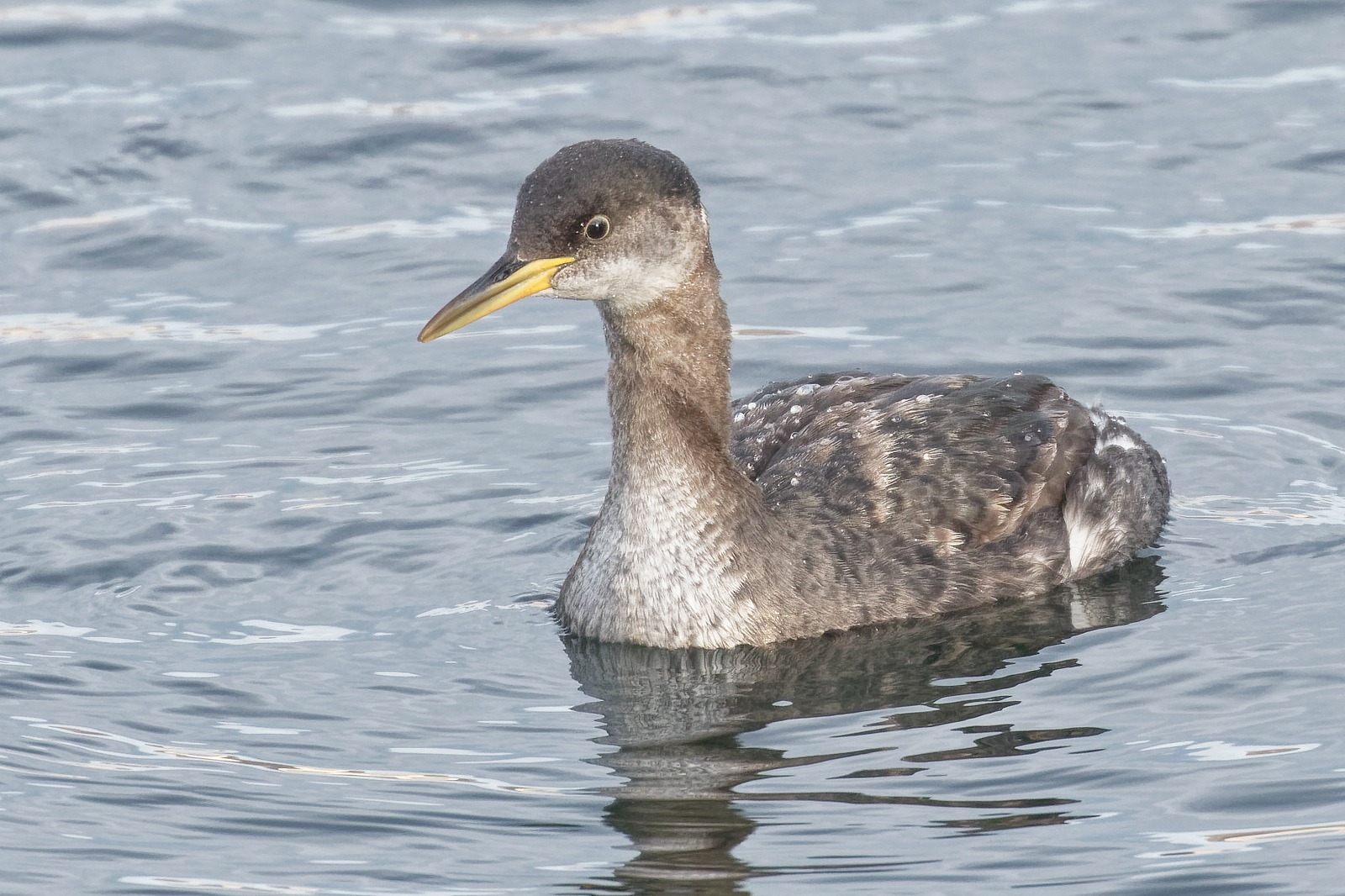 Red-necked Grebe