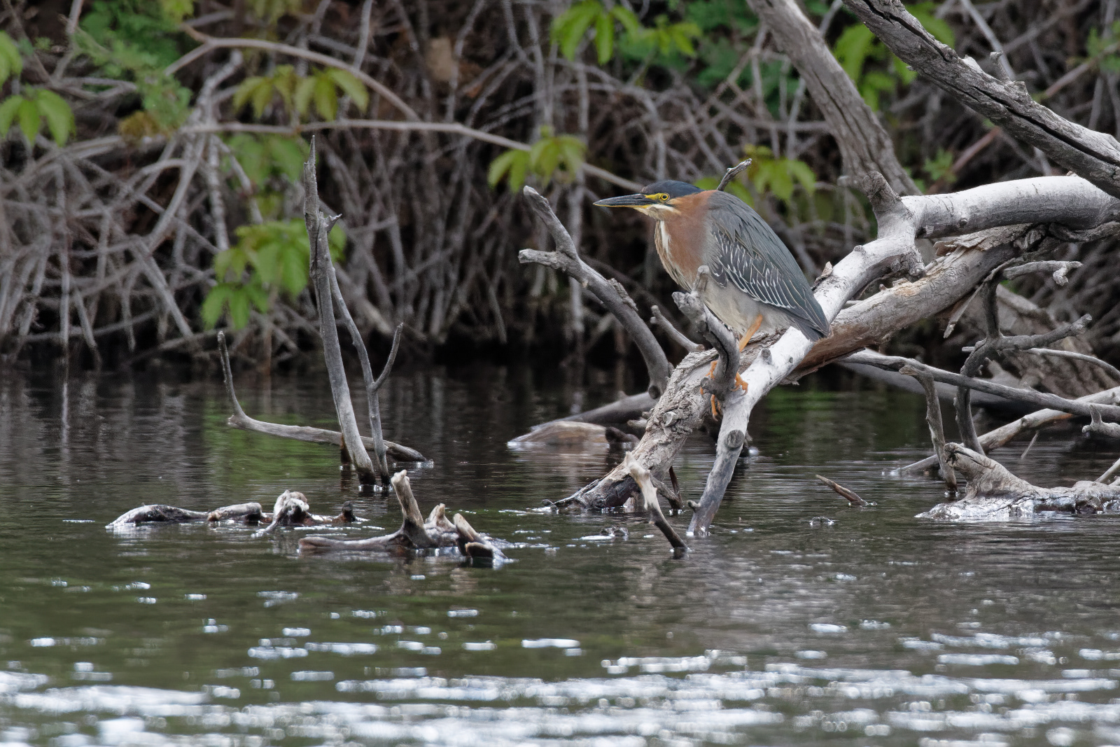 Green Heron