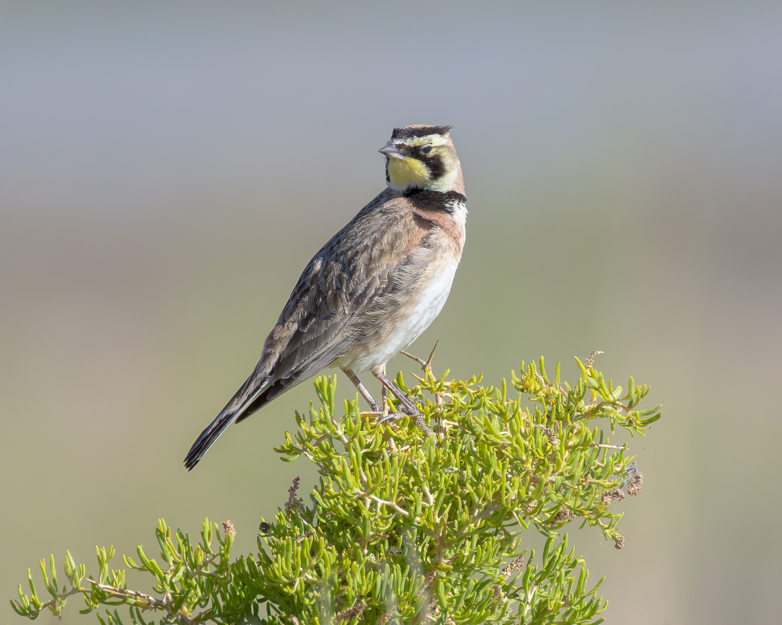 Horned Lark