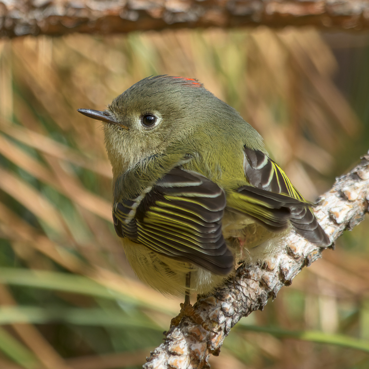 Ruby-crowned Kinglet