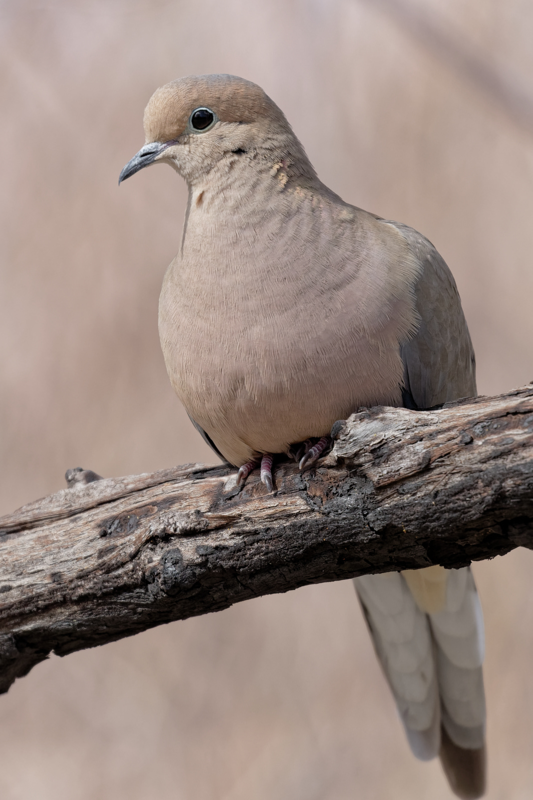 Mourning Dove