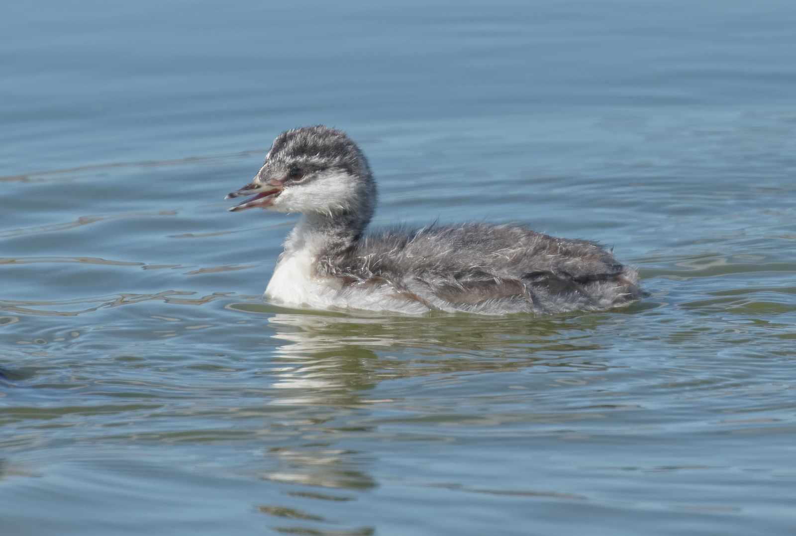 Eared Grebe juvenile