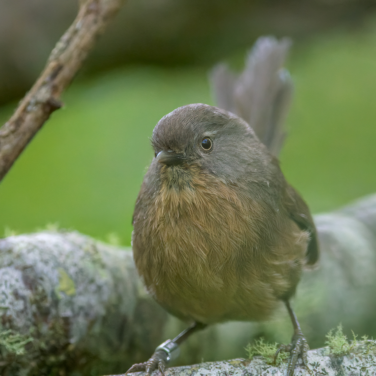Wrentit