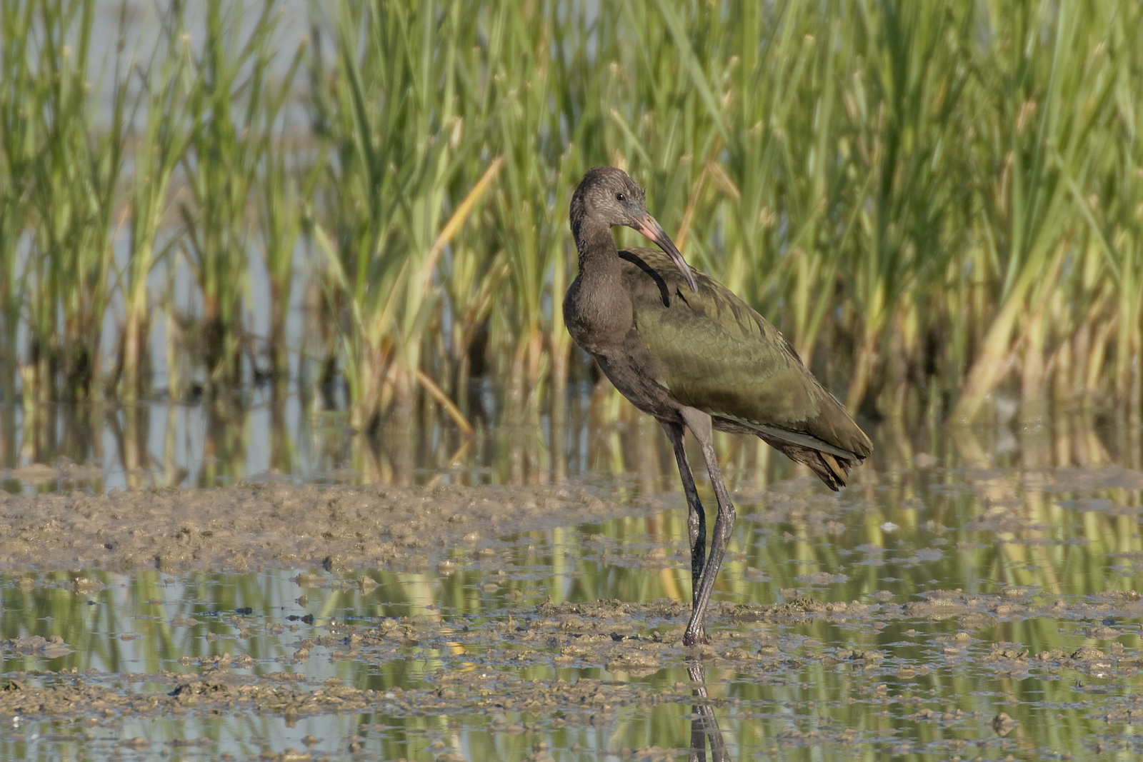 White-faced Ibis juvenile