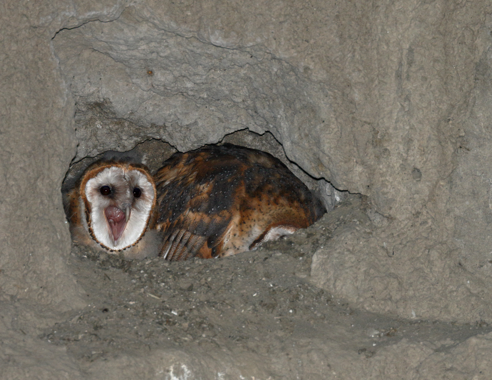 Barn Owl