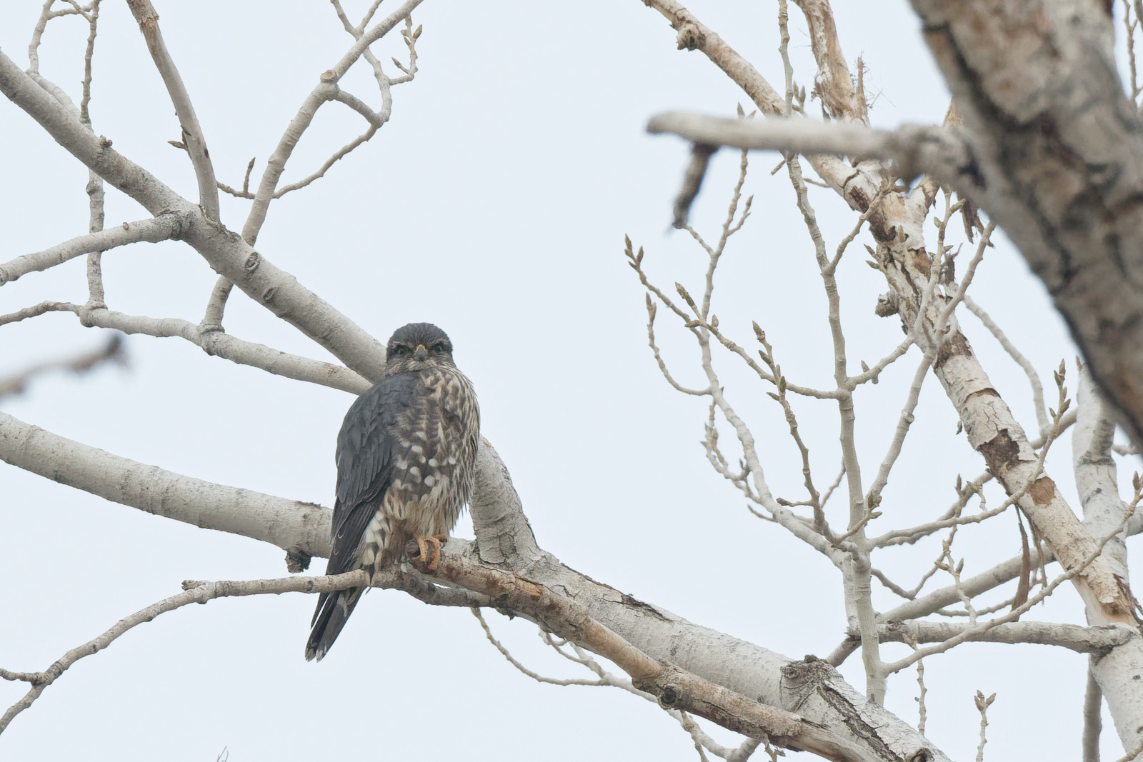 Merlin