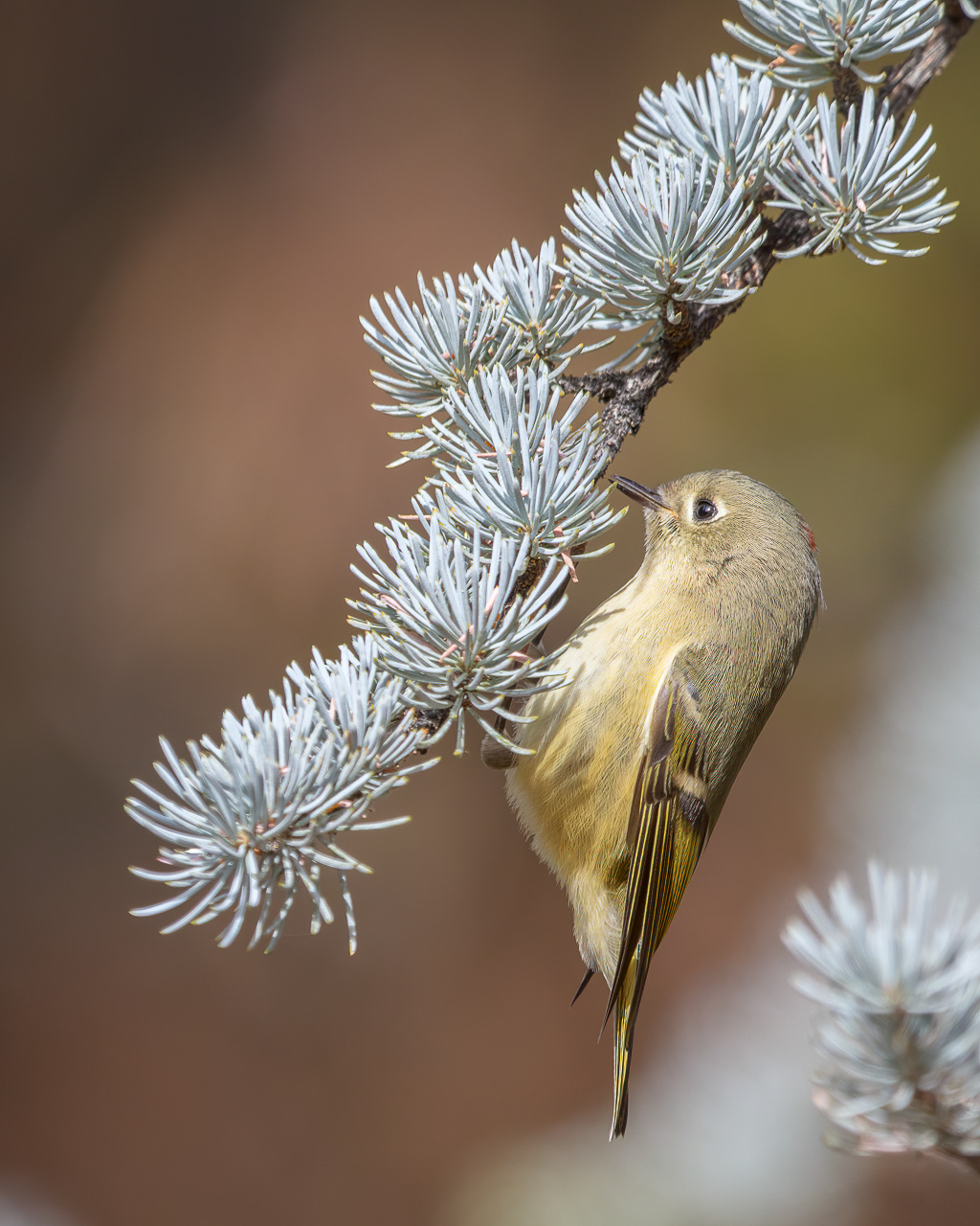 Ruby-crowned Kinglet