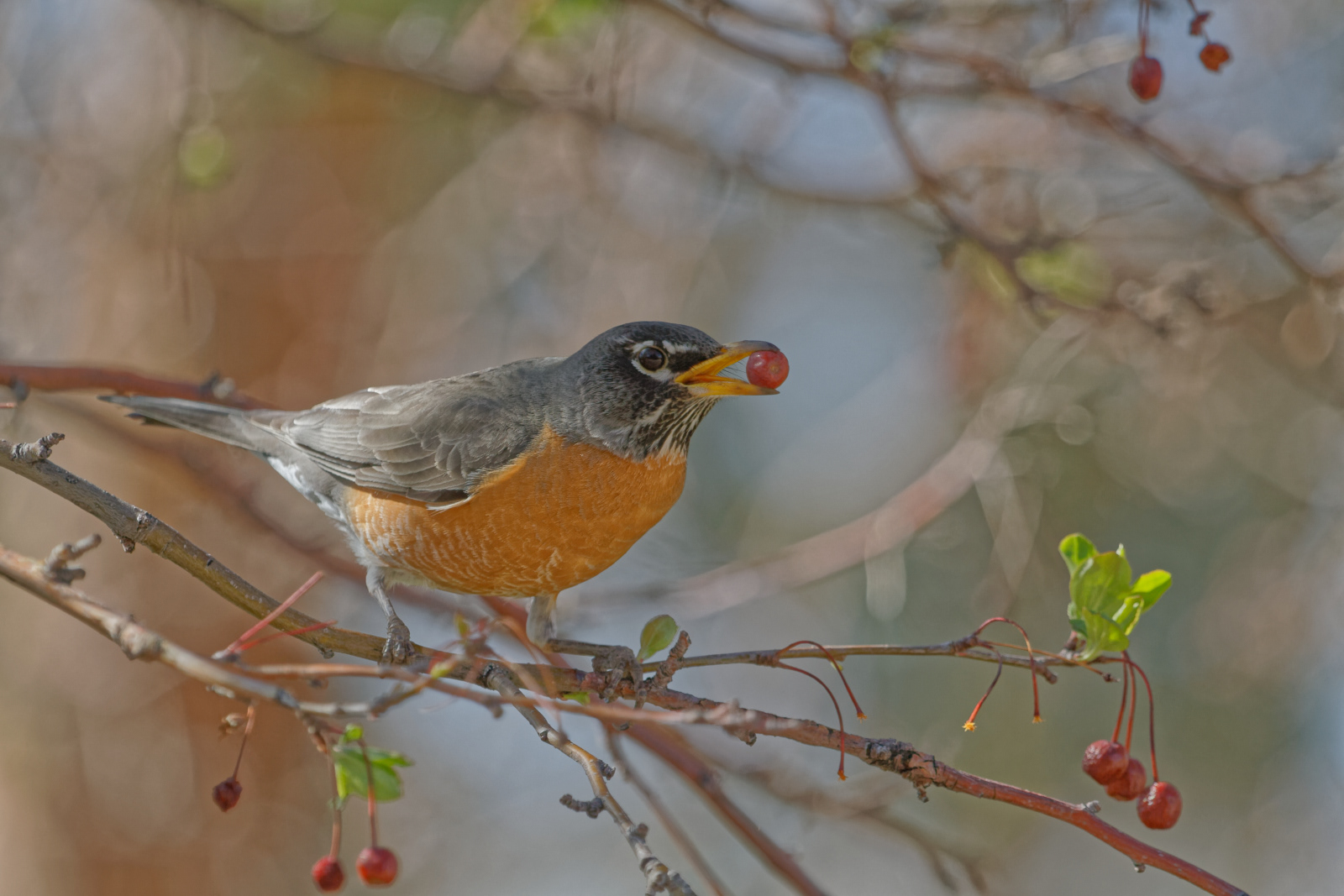 American Robin