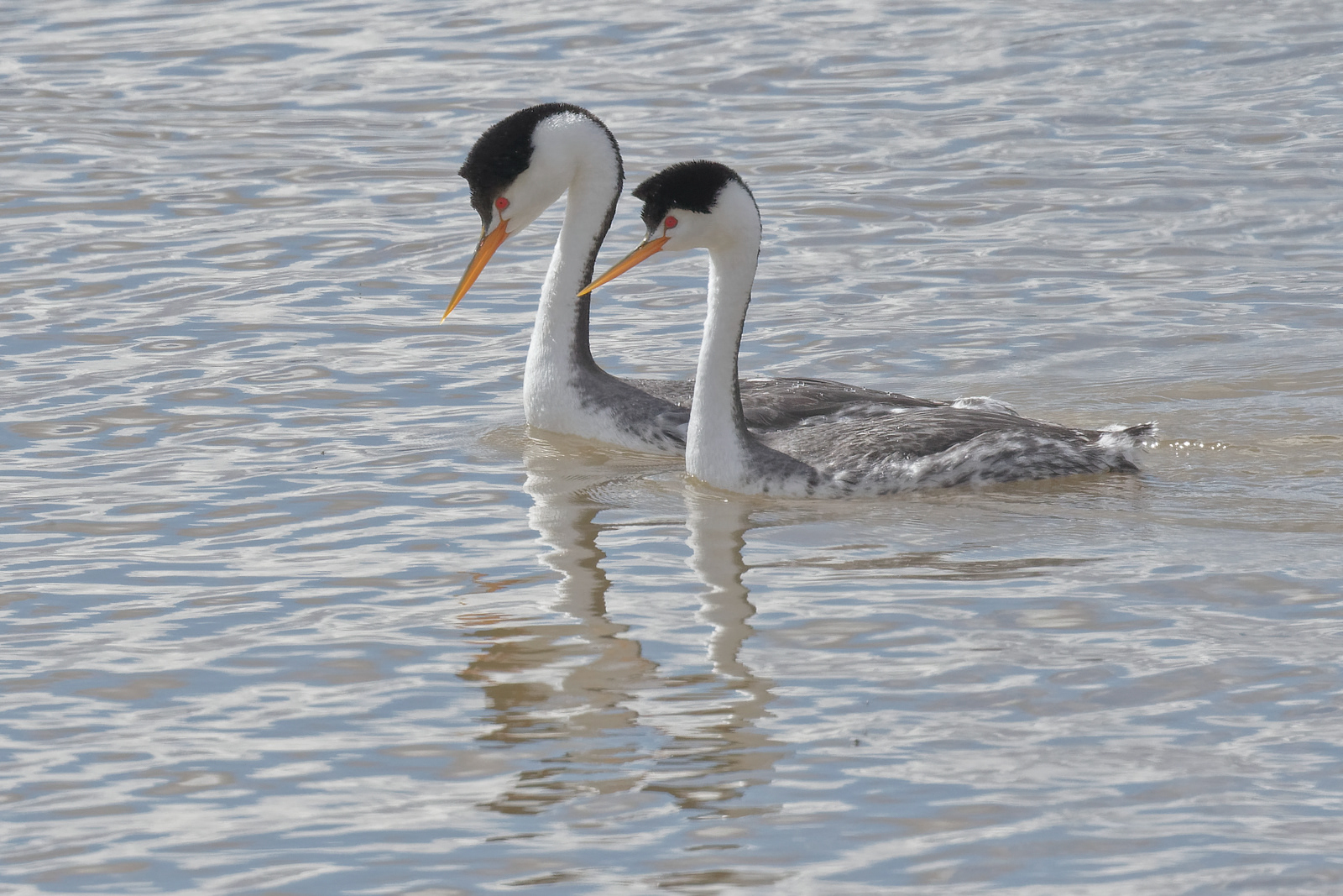 Clark's Grebes