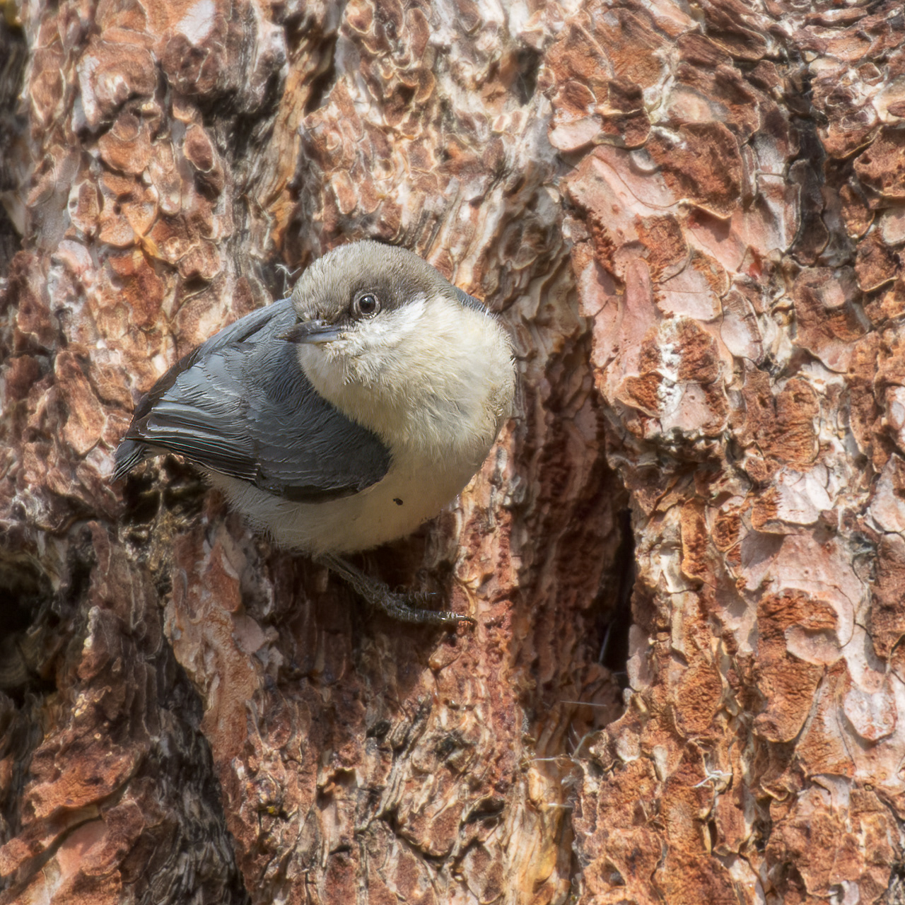 Pygmy Nuthatches