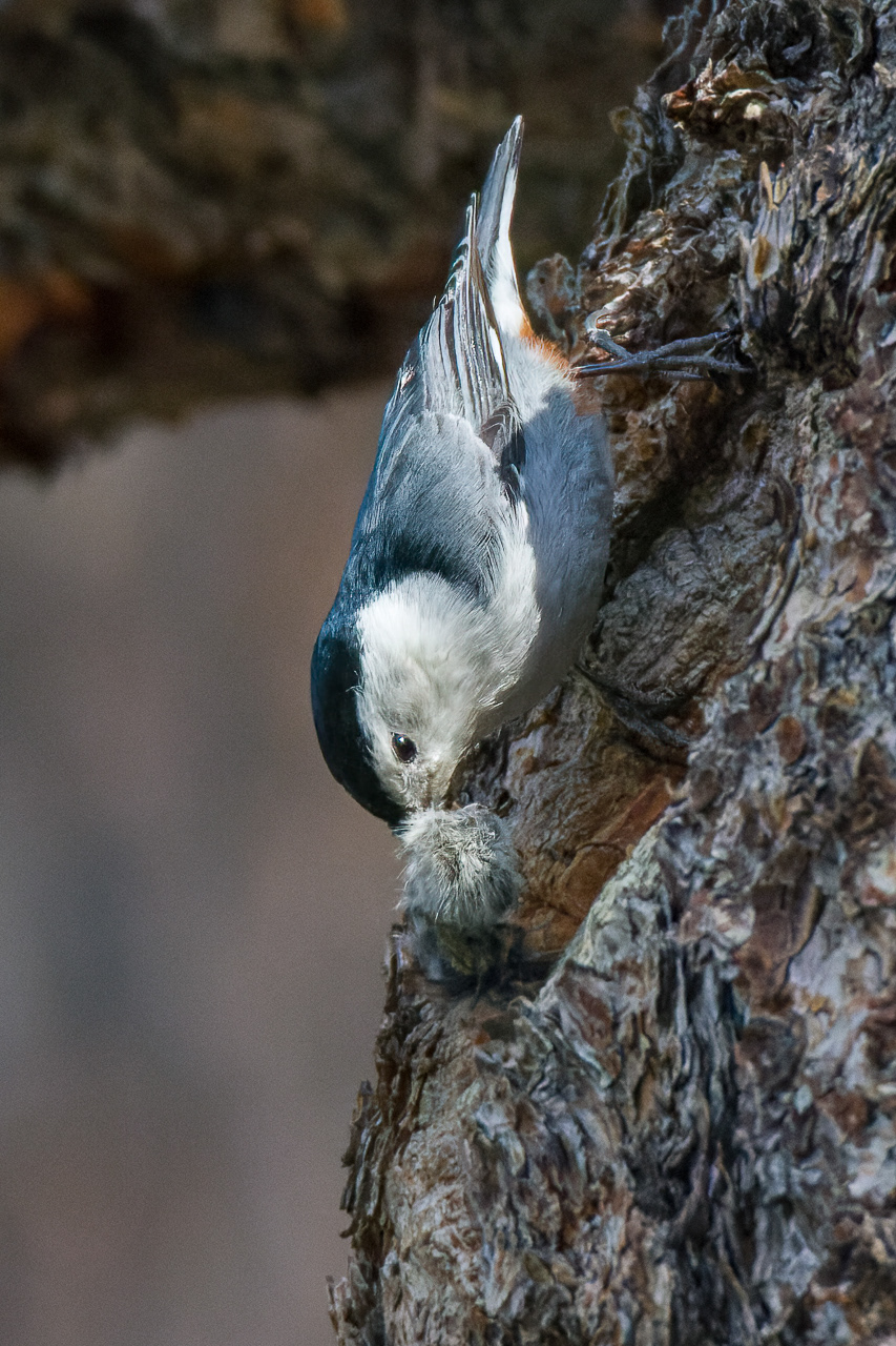 White-breasted Nuthatch