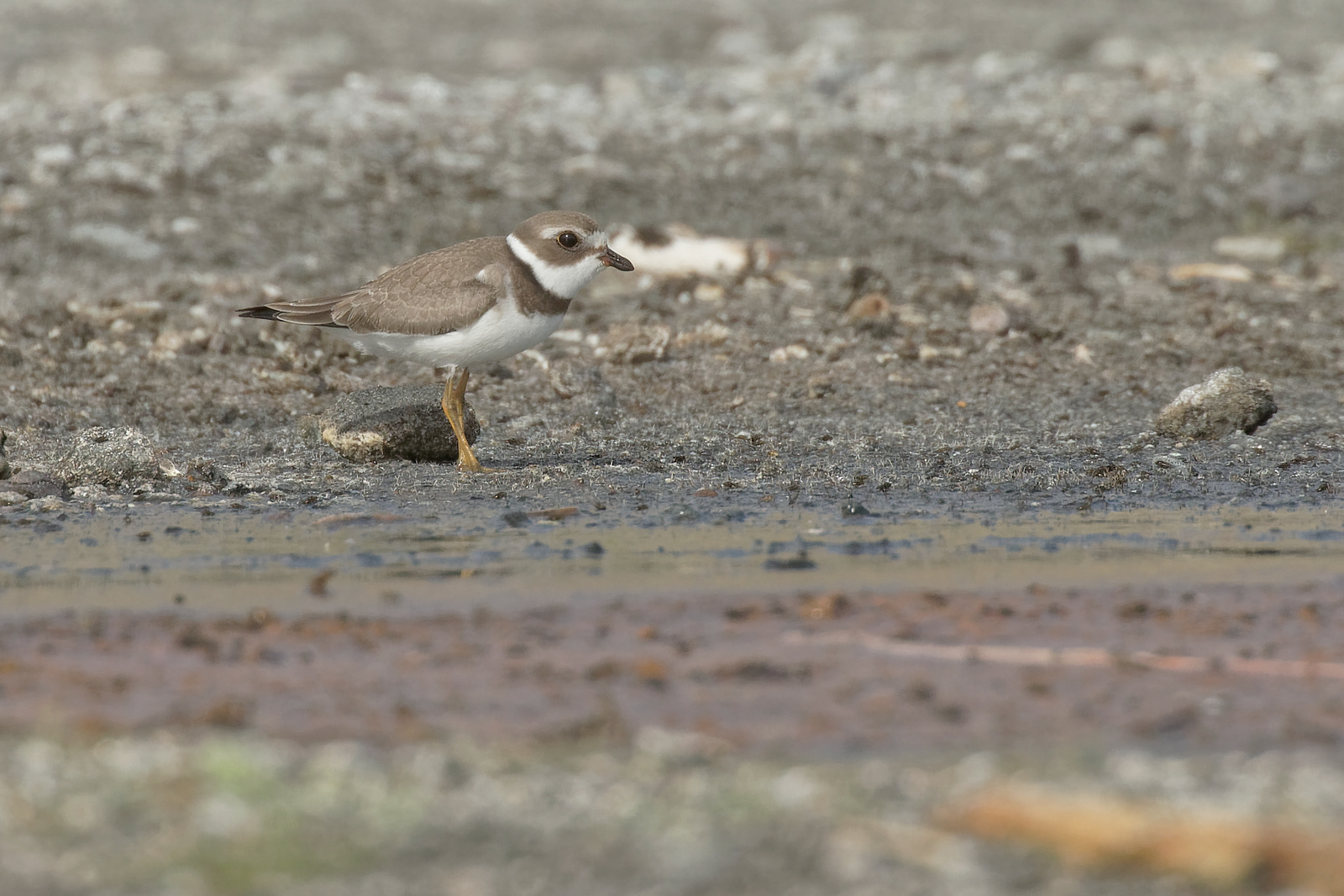 Semipalmated Plover