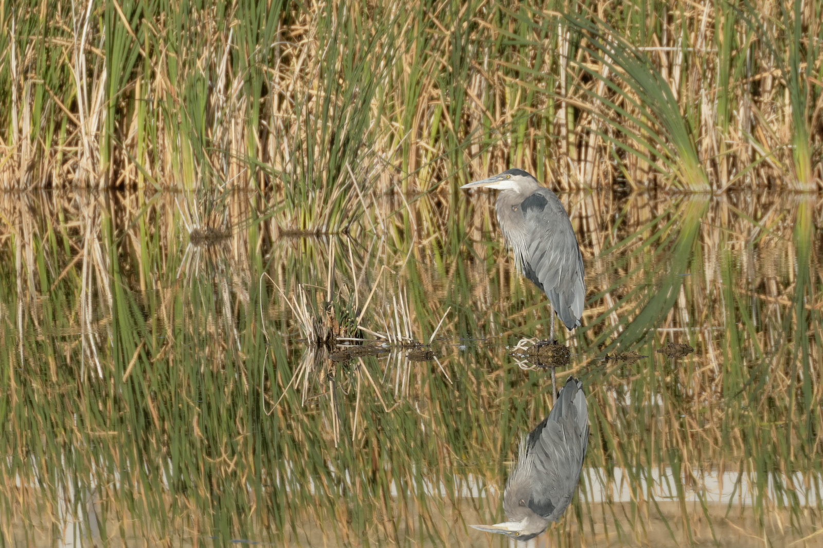 Great Blue Heron
