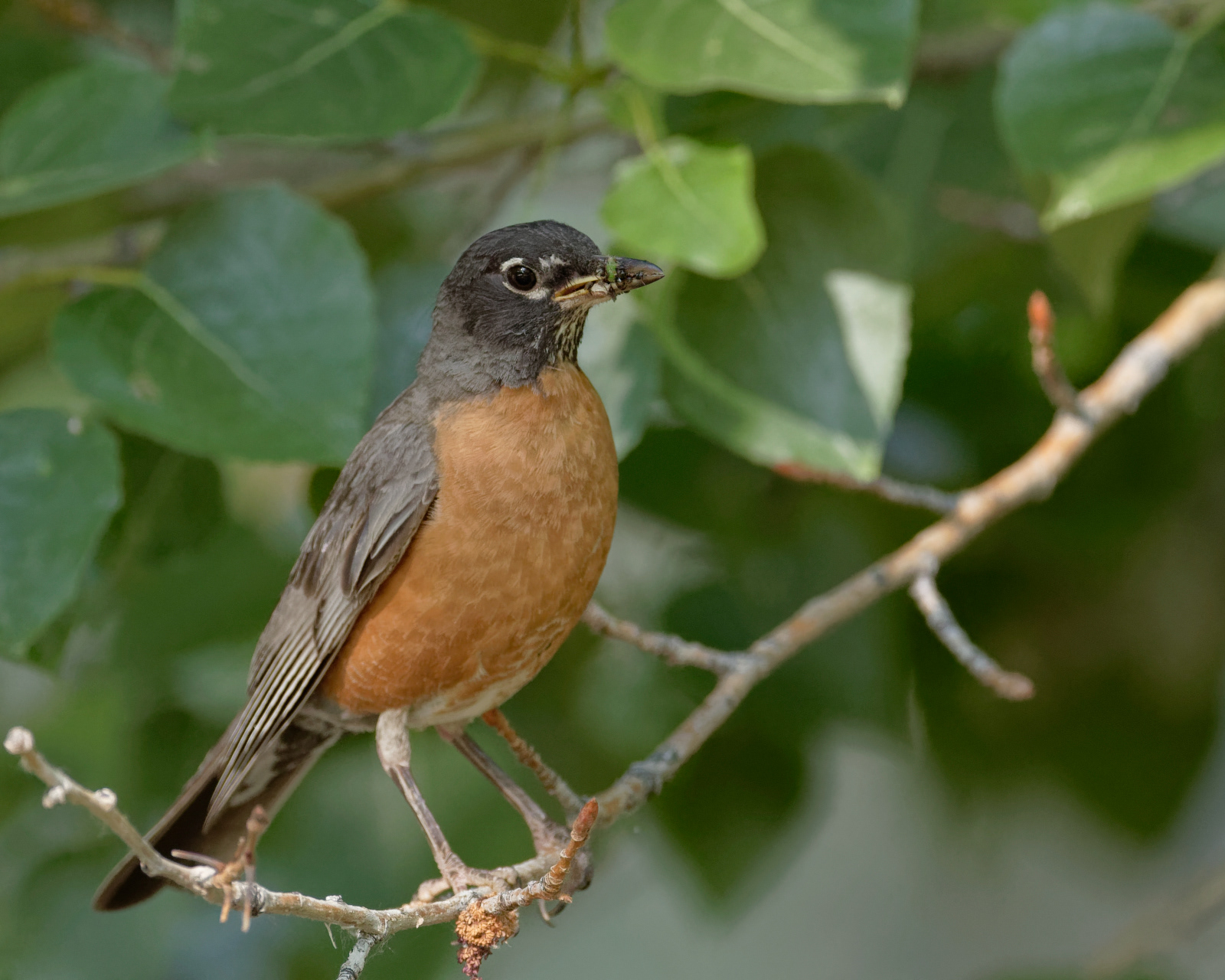 American Robin