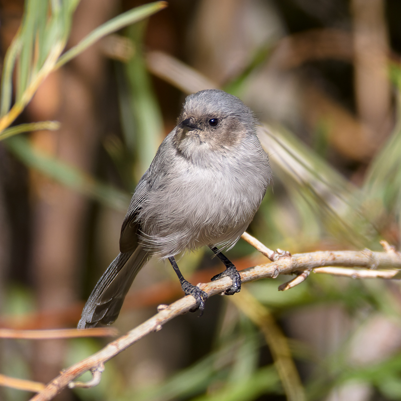Bushtit
