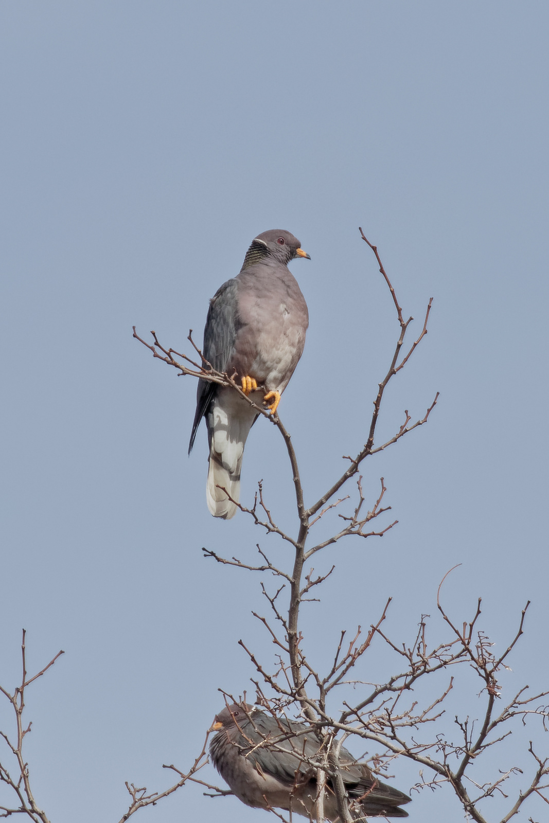 Band-tailed Pigeons