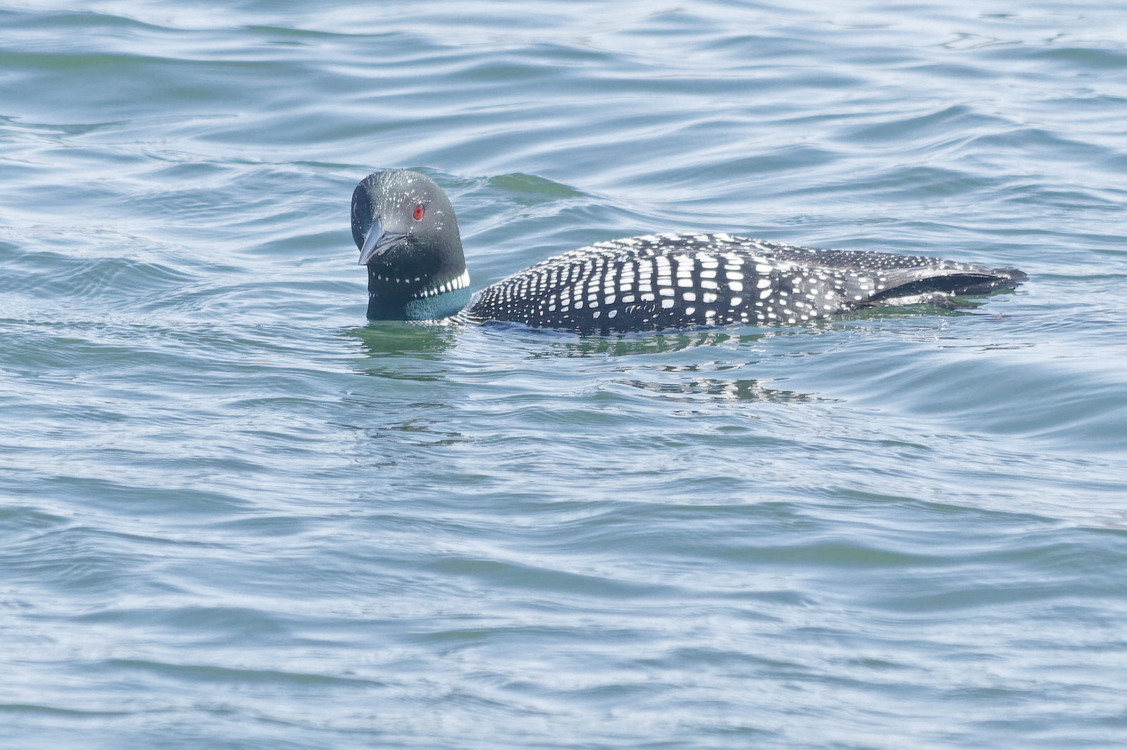 Common Loon
