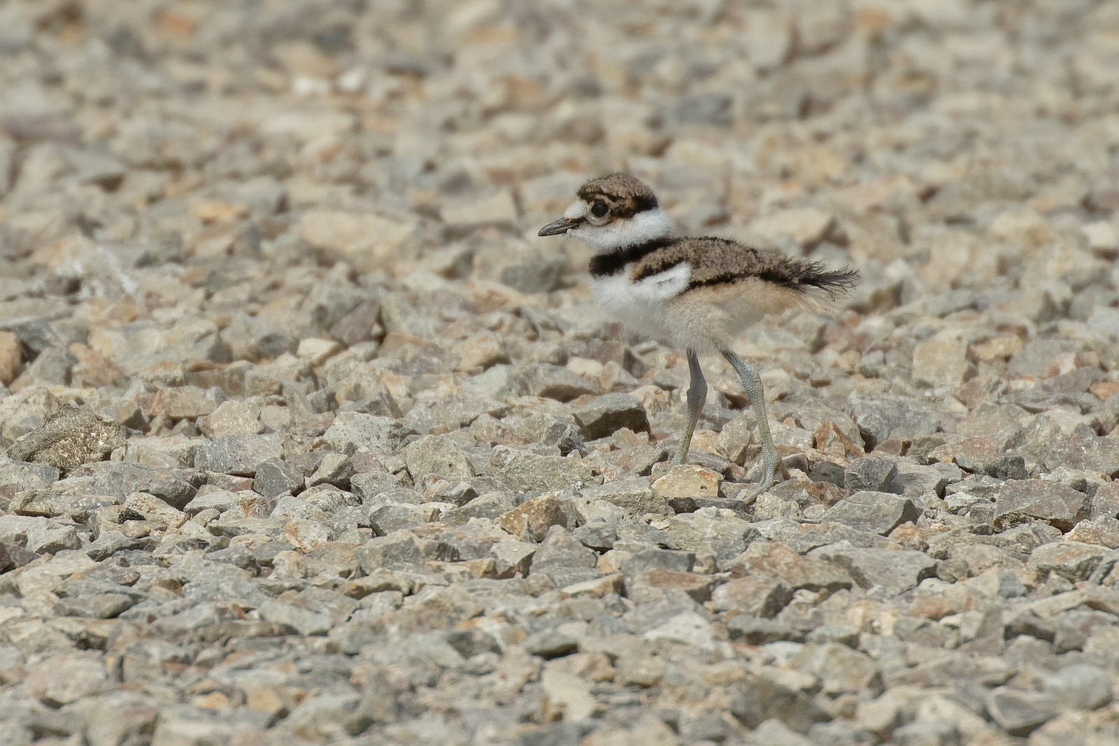 Killdeer