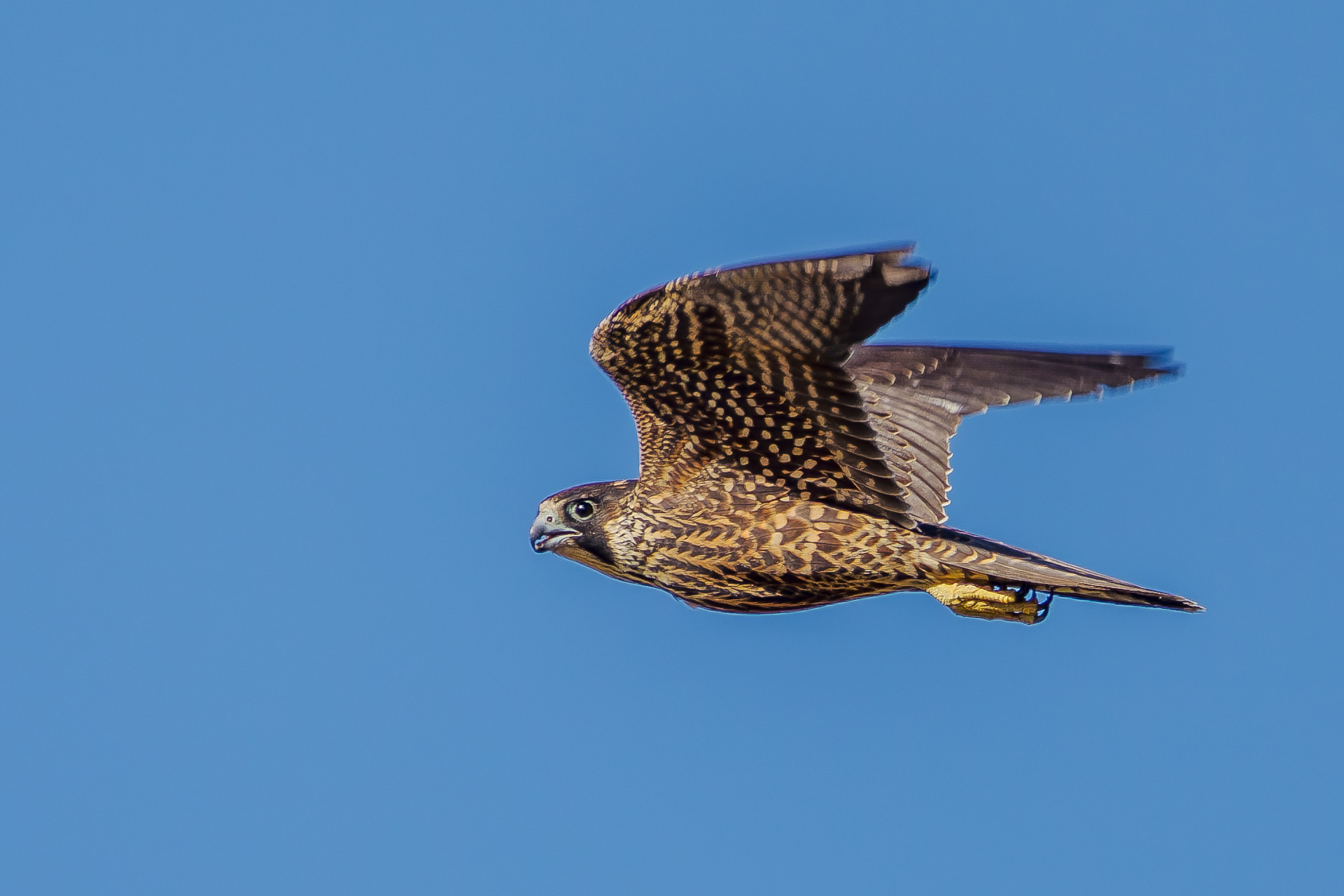 Peregrine Falcon juvenile