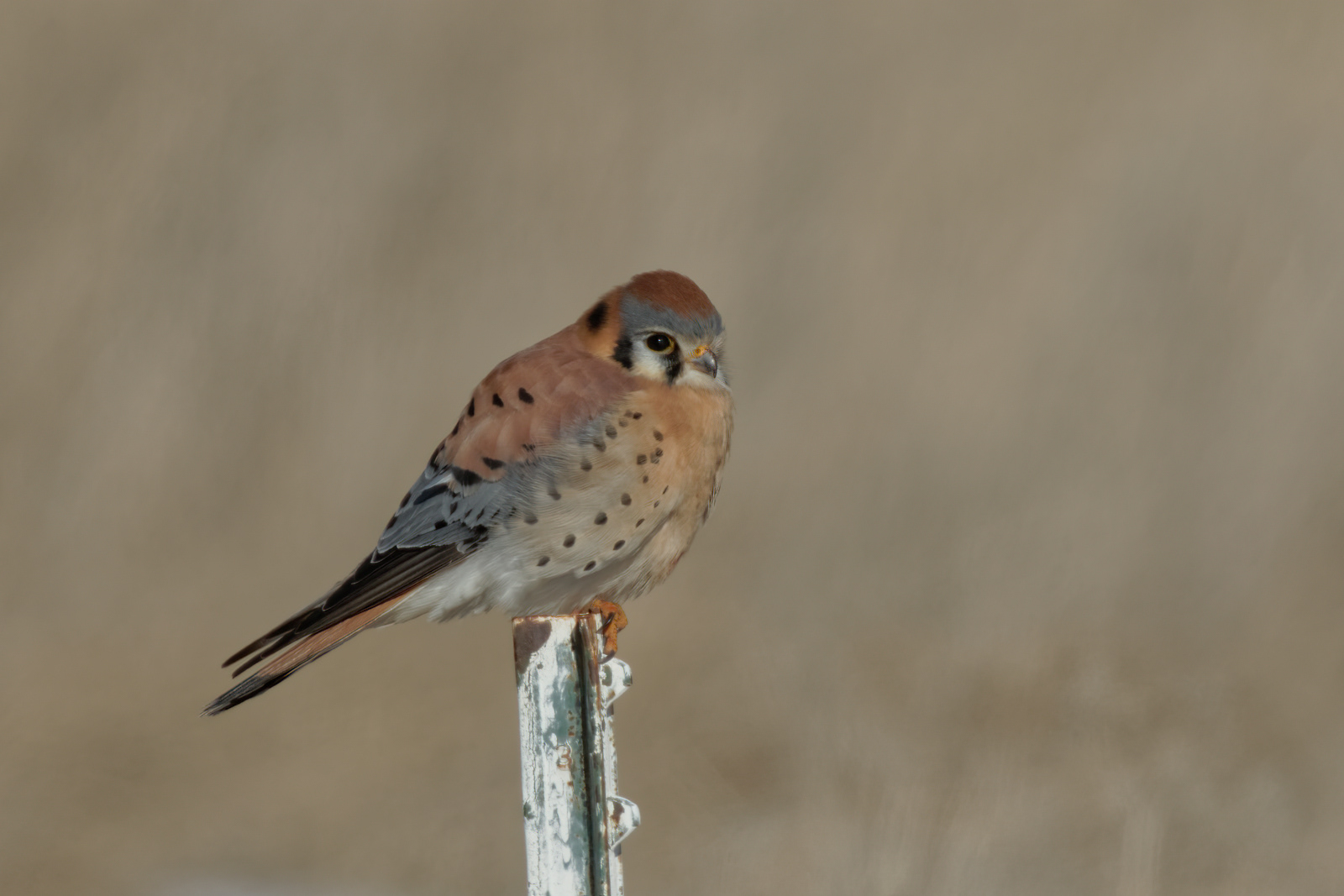 American Kestrel male