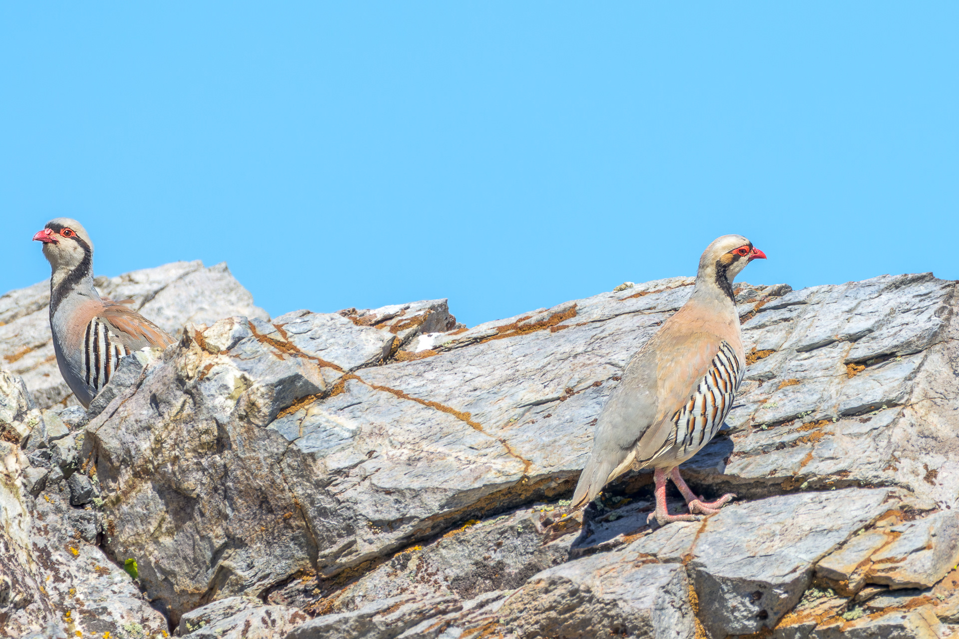 Chukar