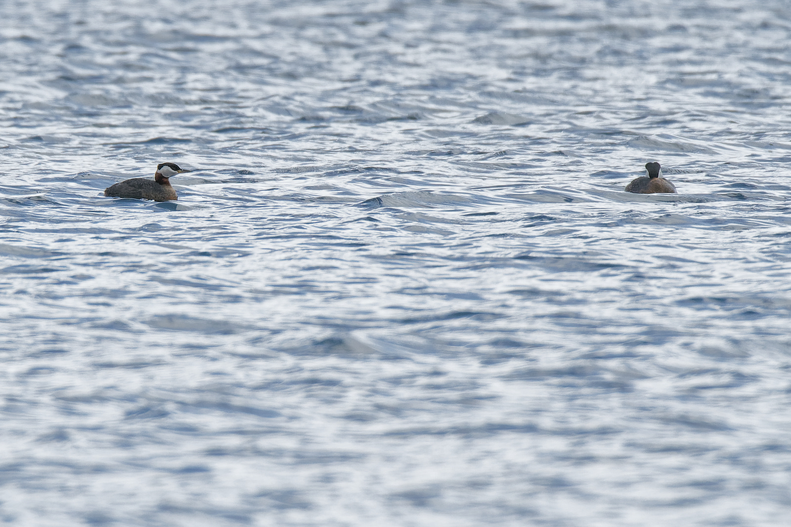 Red-necked Grebe