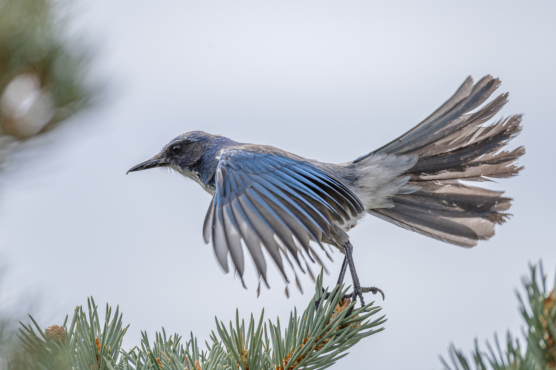 Woodhouse's Scrub-jay