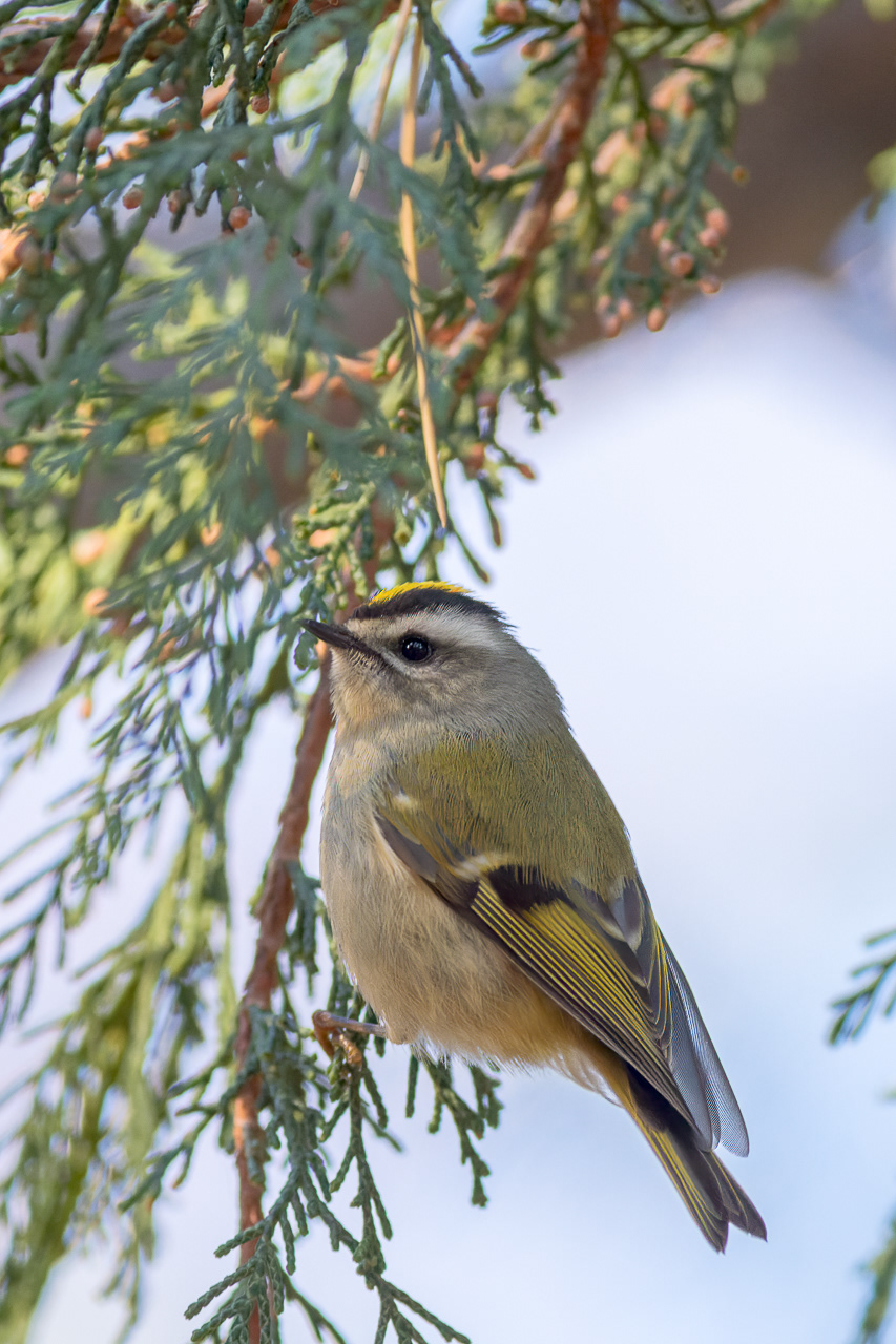 Golden-crowned Kinglet