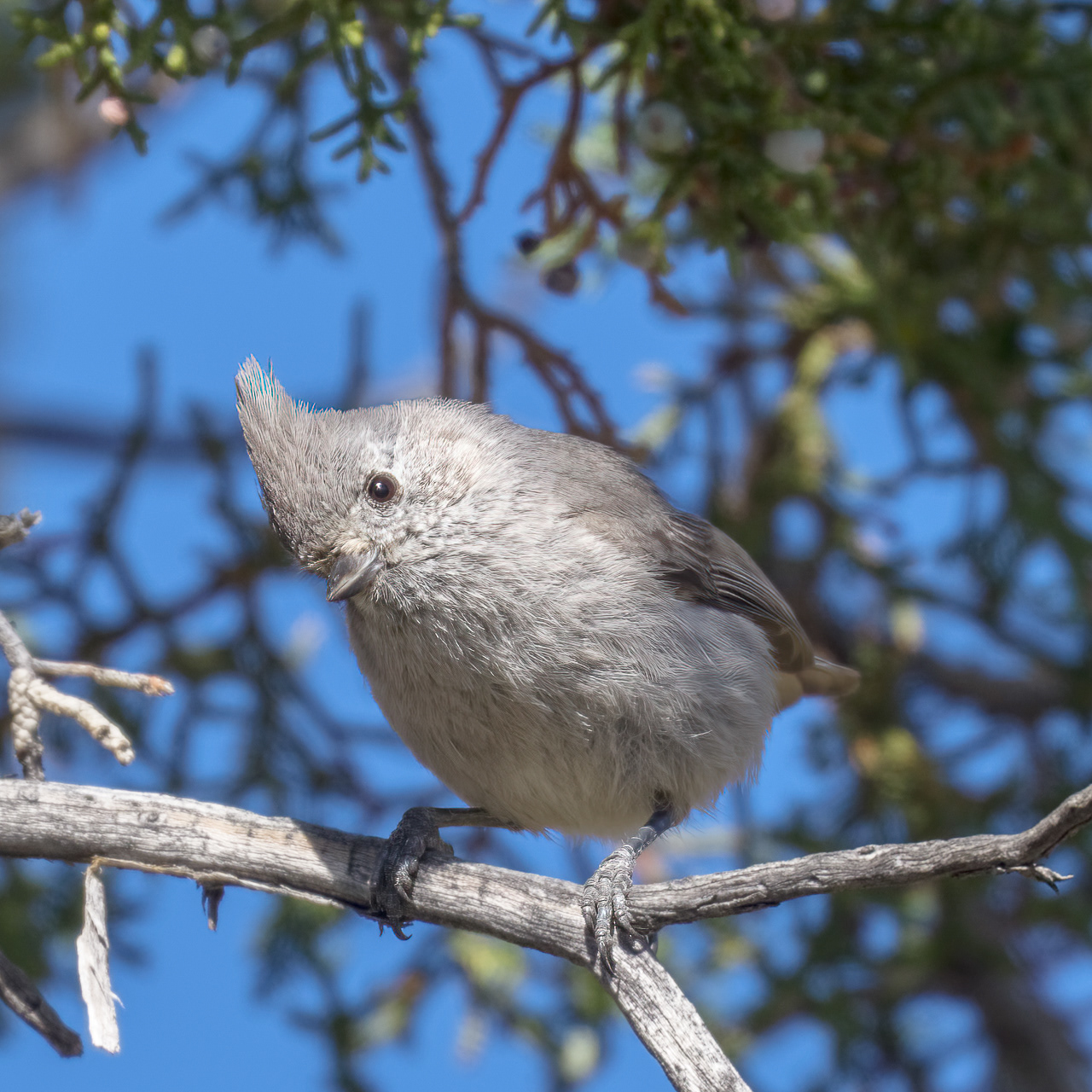 Juniper Titmouse