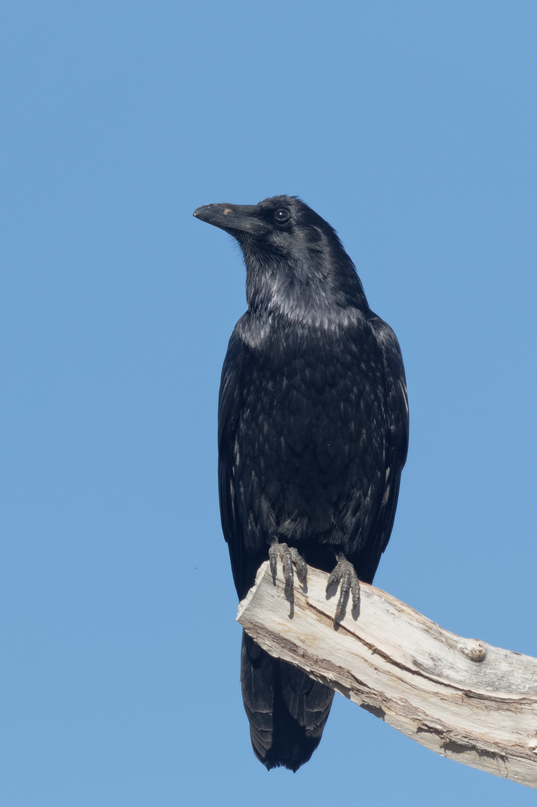 Common Raven