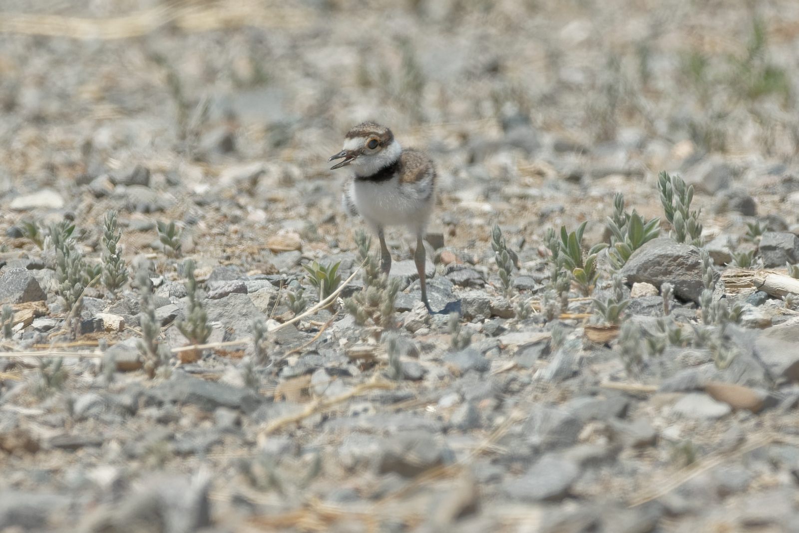 Killdeer