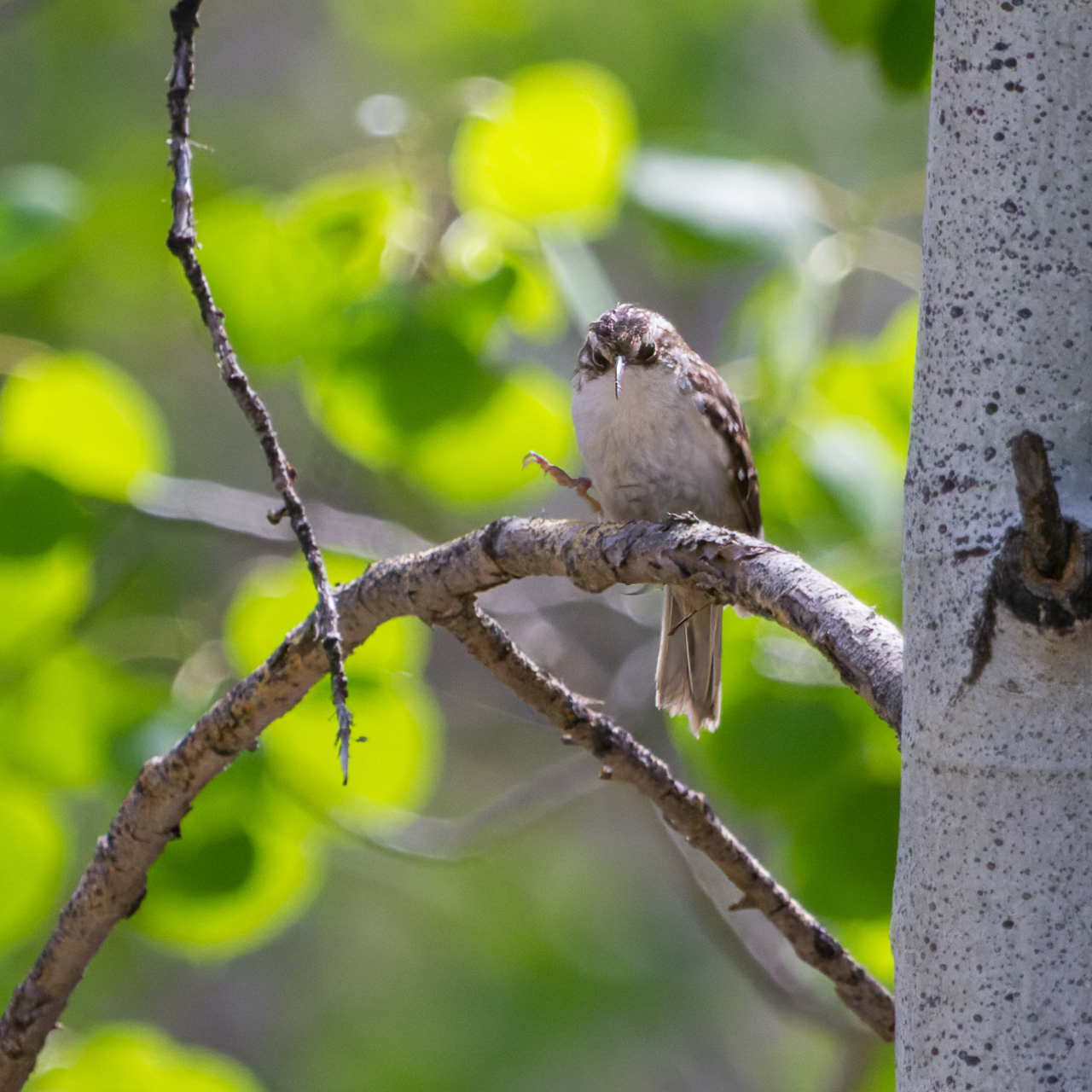 Brown Creeper