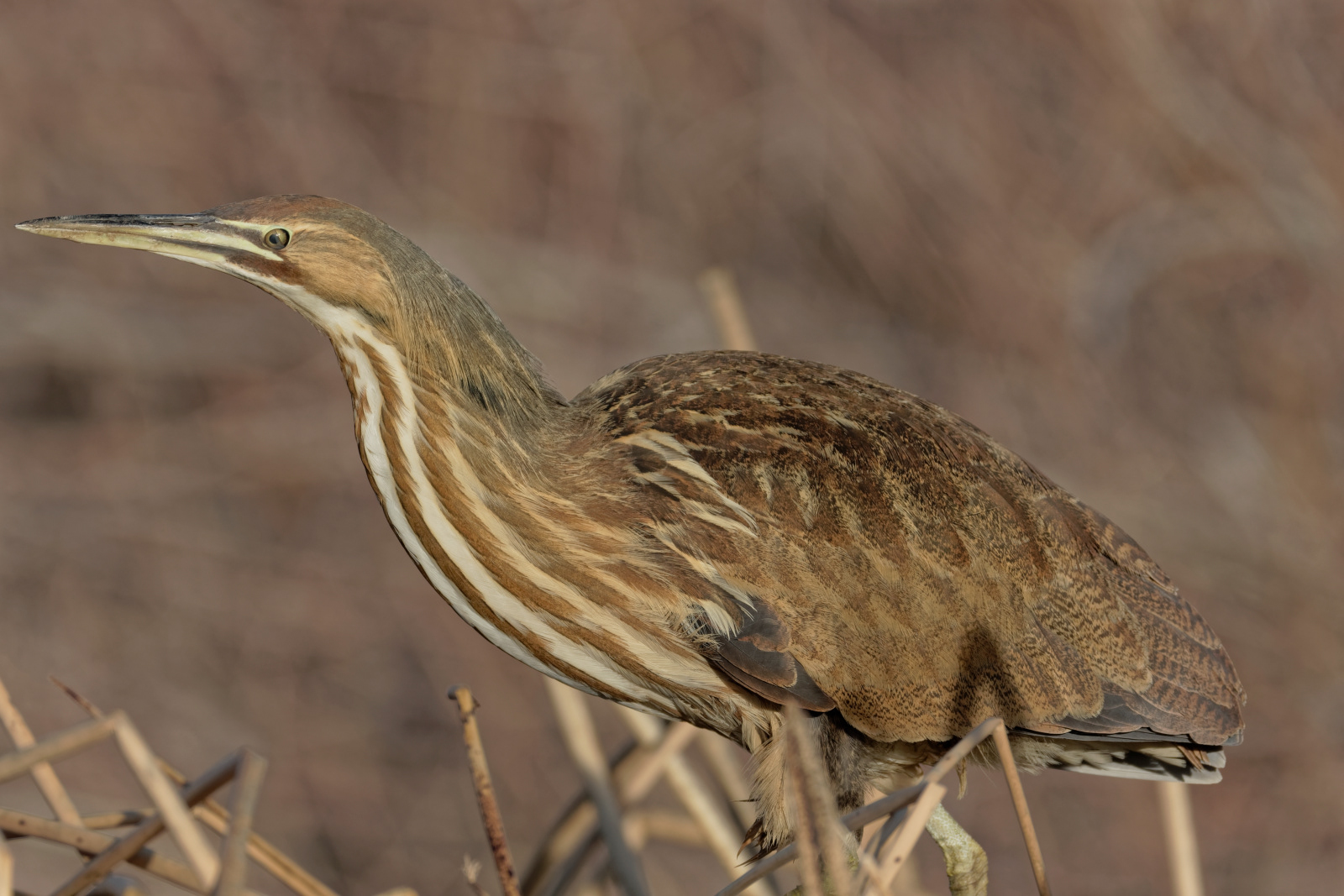 American Bittern