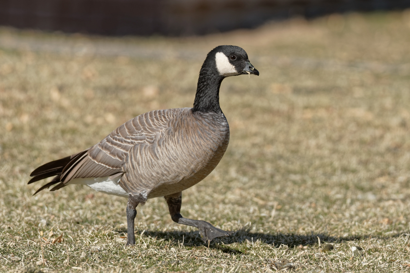 Cackling Goose (minima)