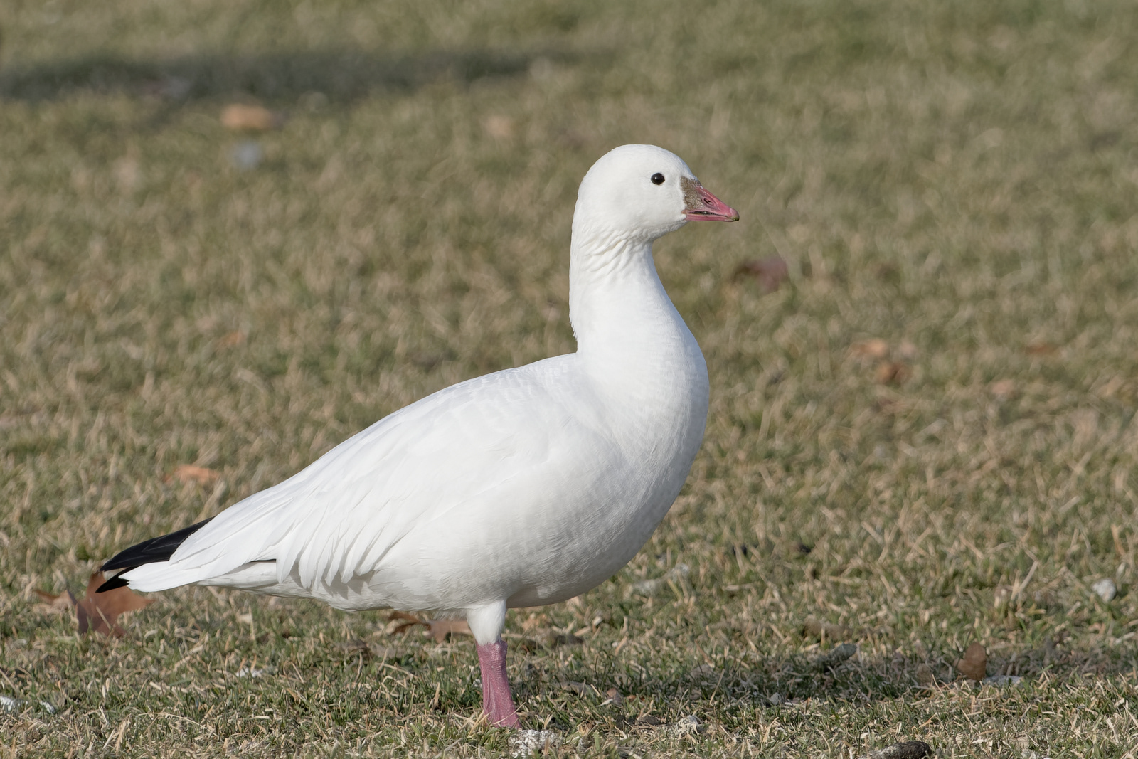 Ross's Goose