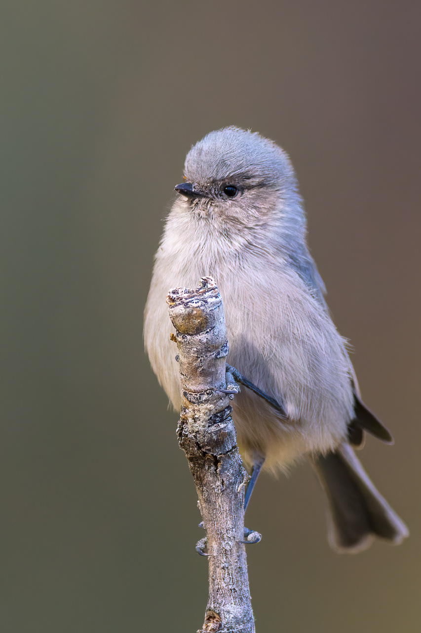 Bushtit