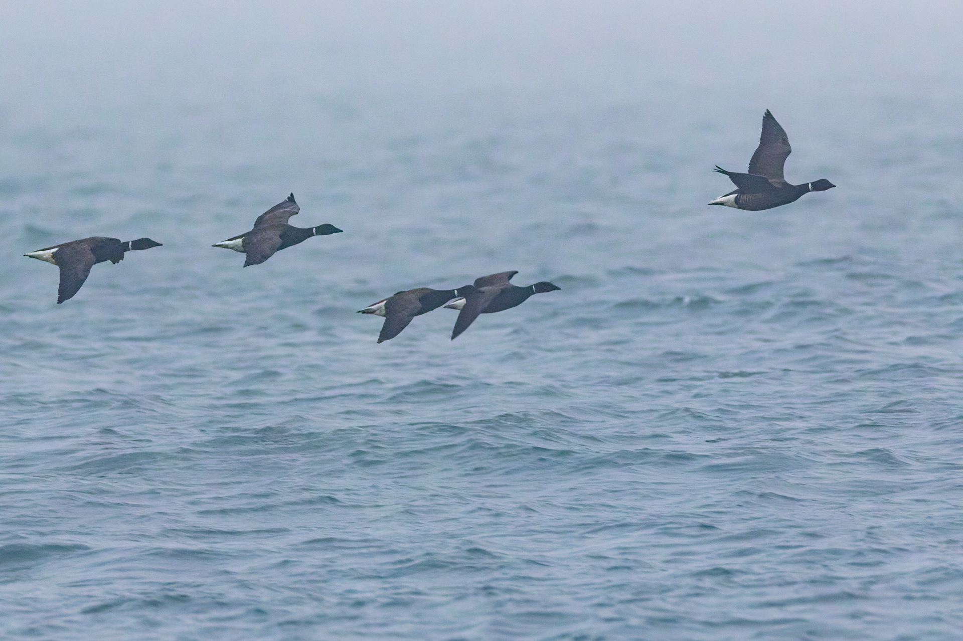Brant