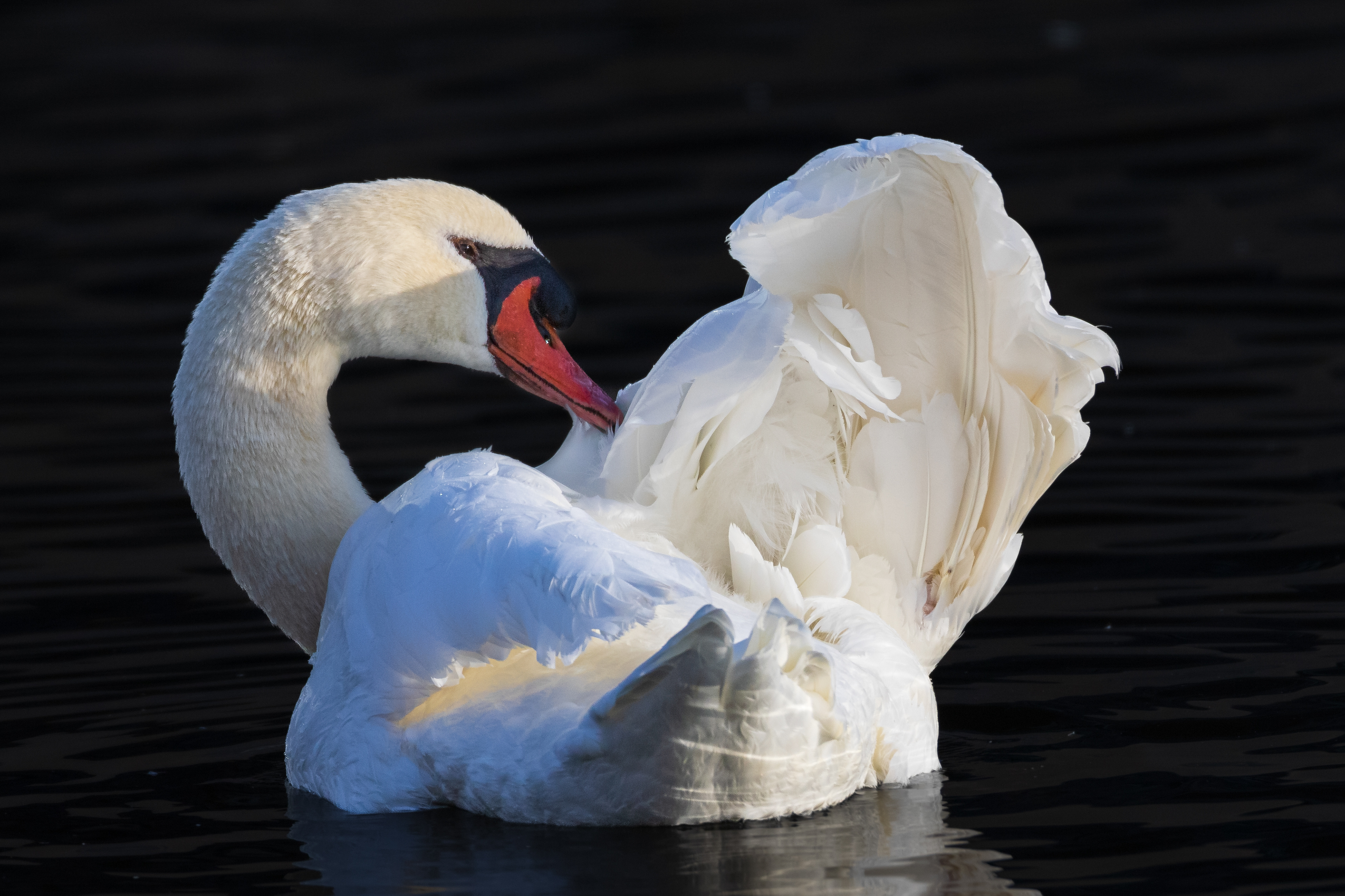 Mute Swan