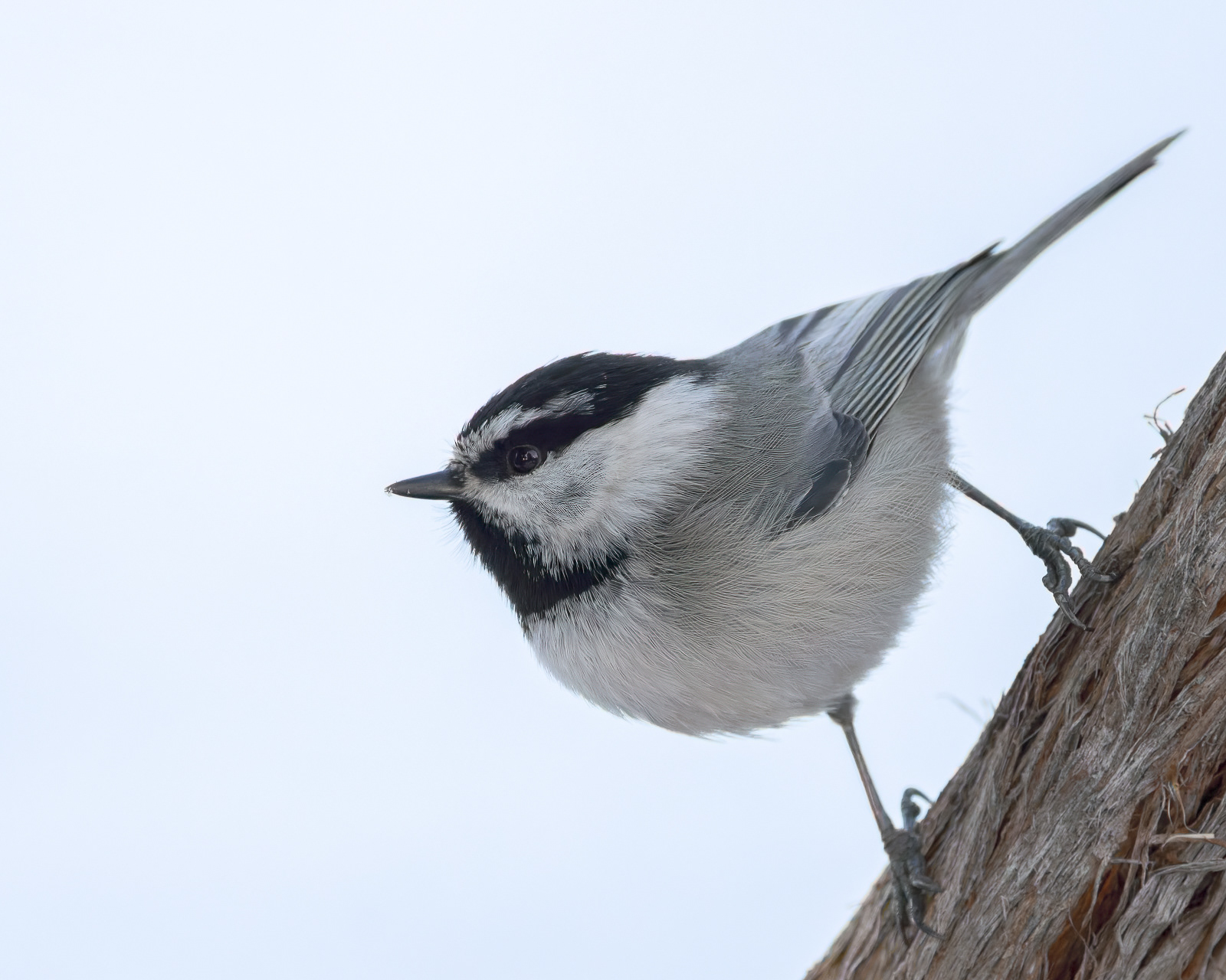Mountain Chickadee