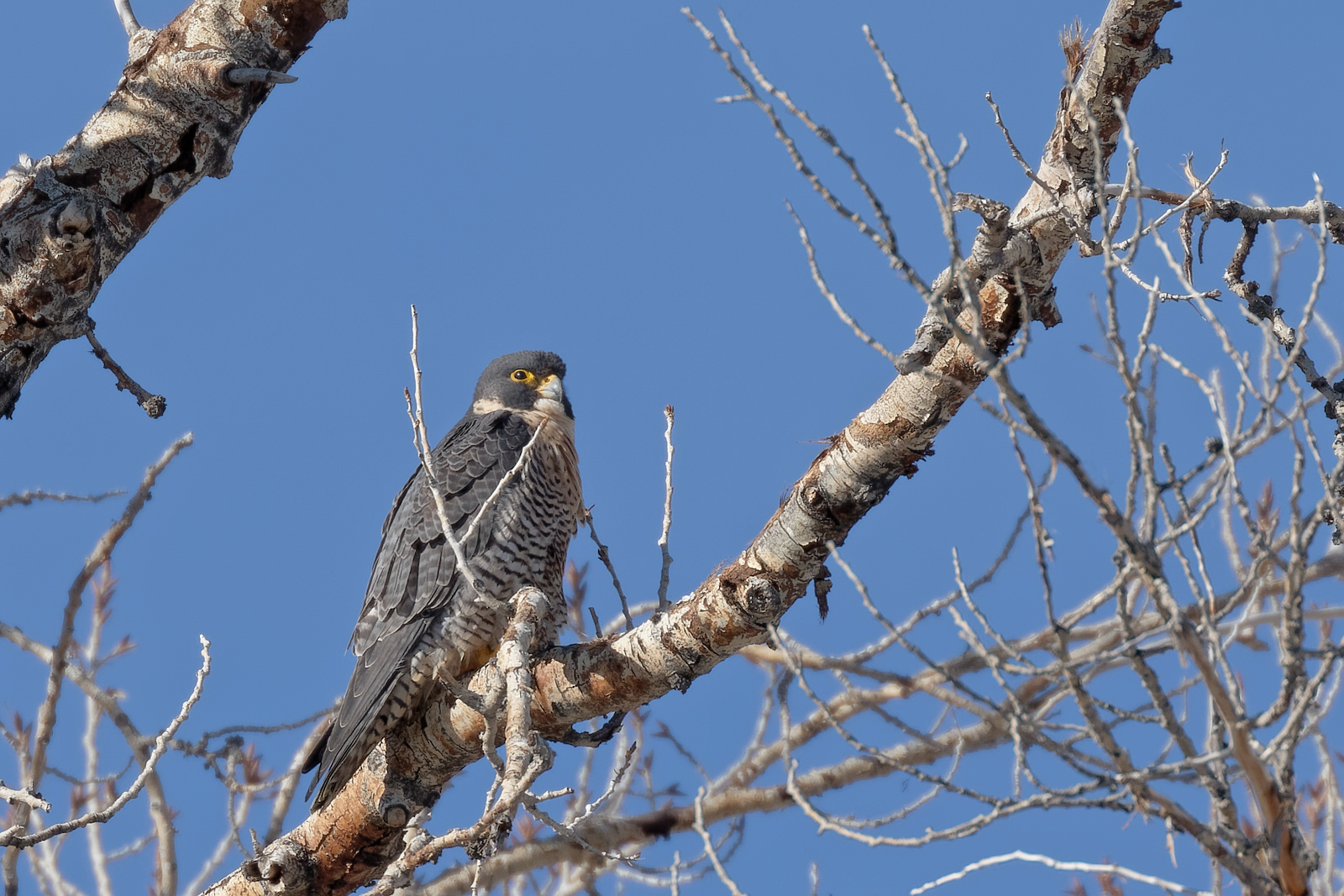 Peregrine Falcon