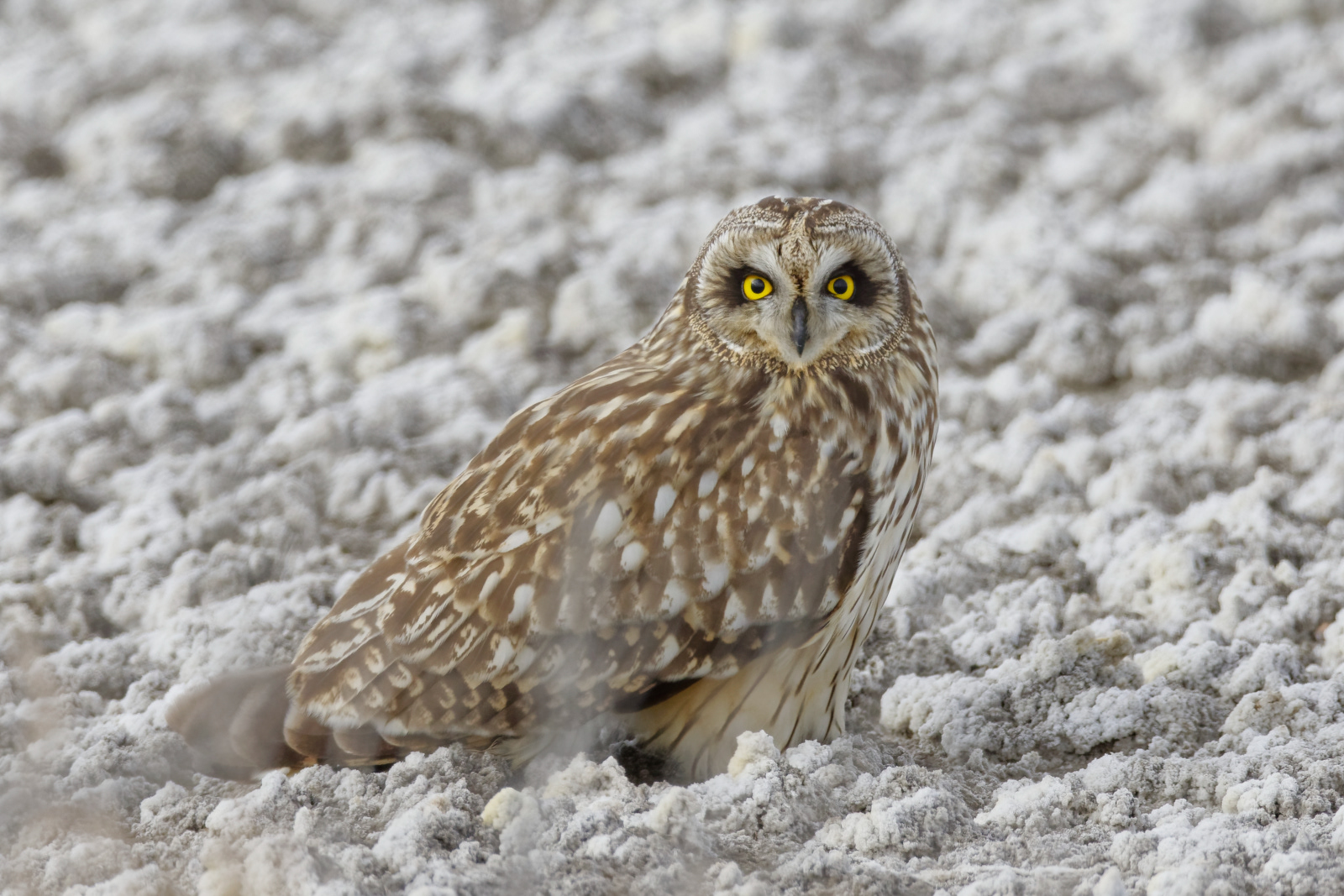 Short Eared Owl