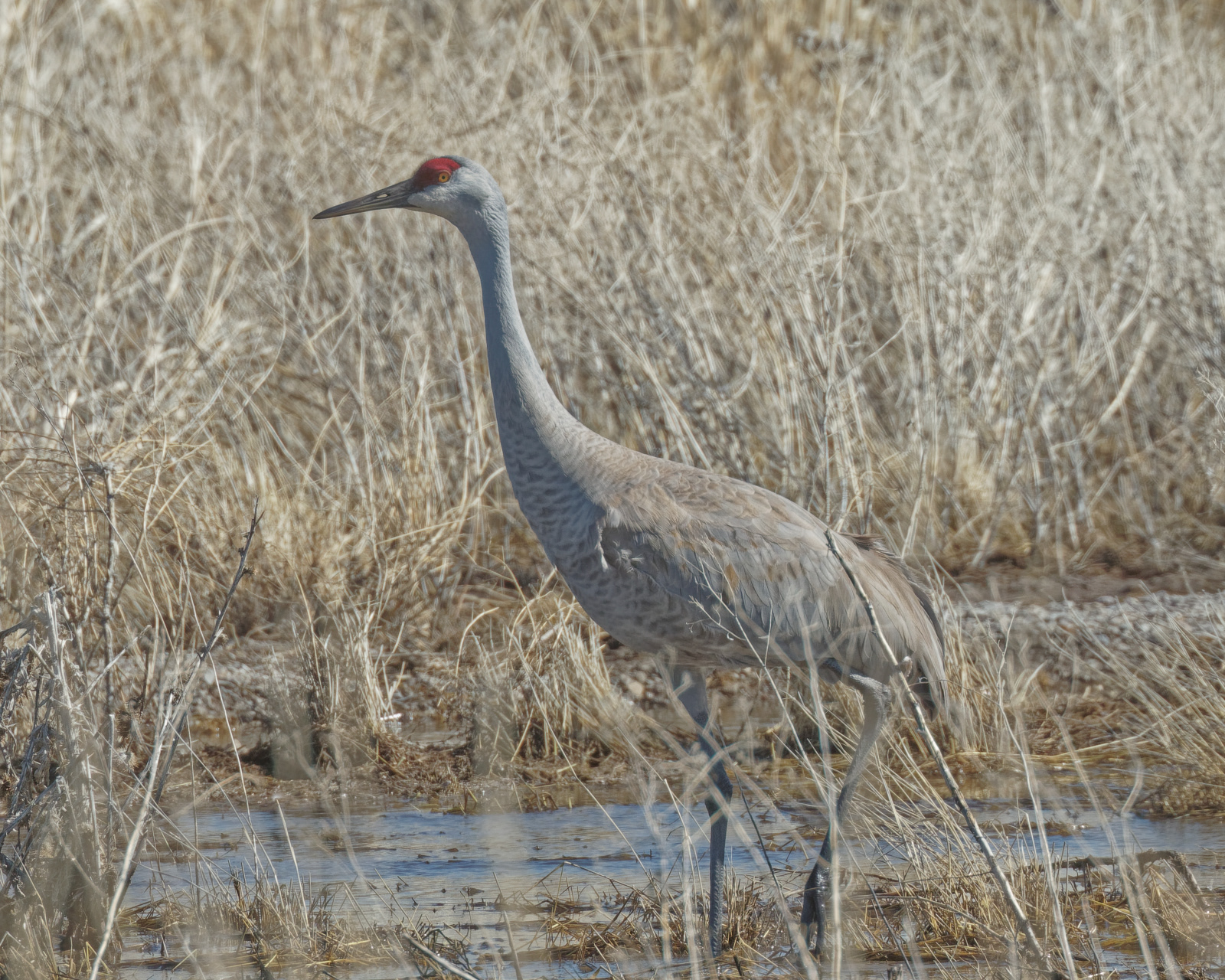 Sandhill Crane