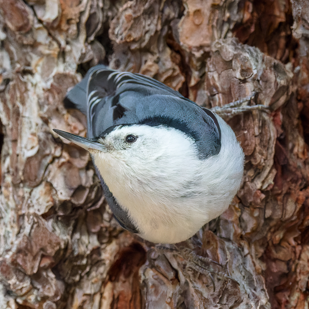 White-breasted Nuthatch