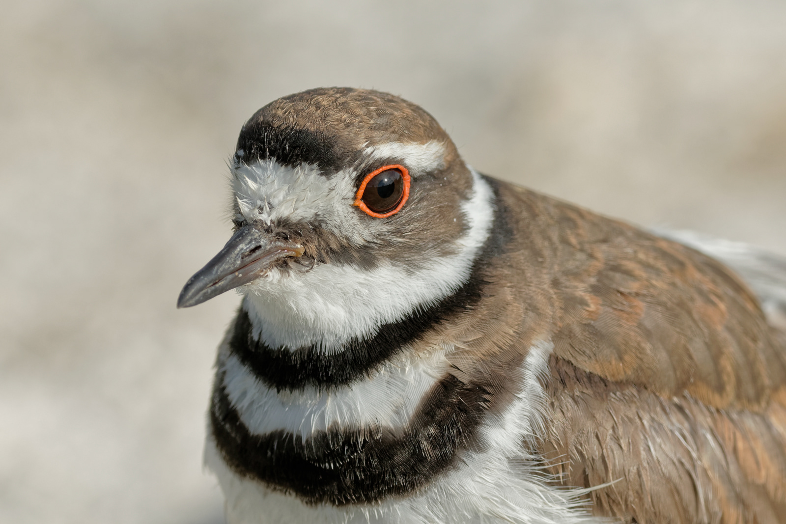 Killdeer