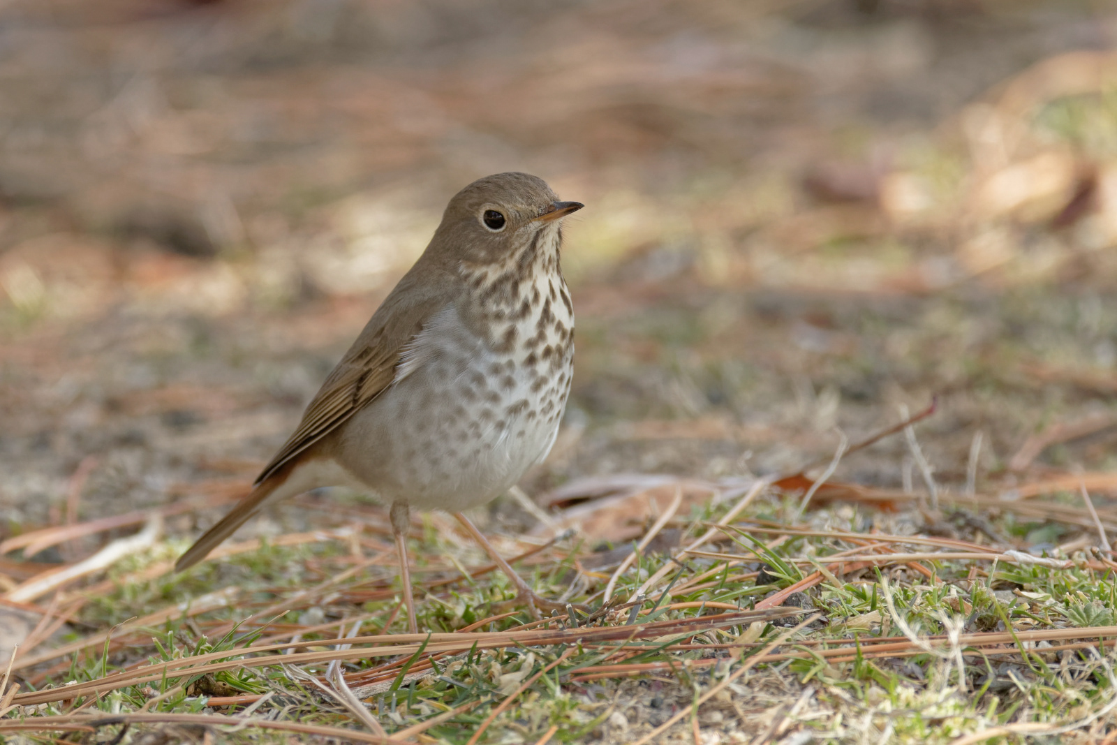 Hermit Thrushes